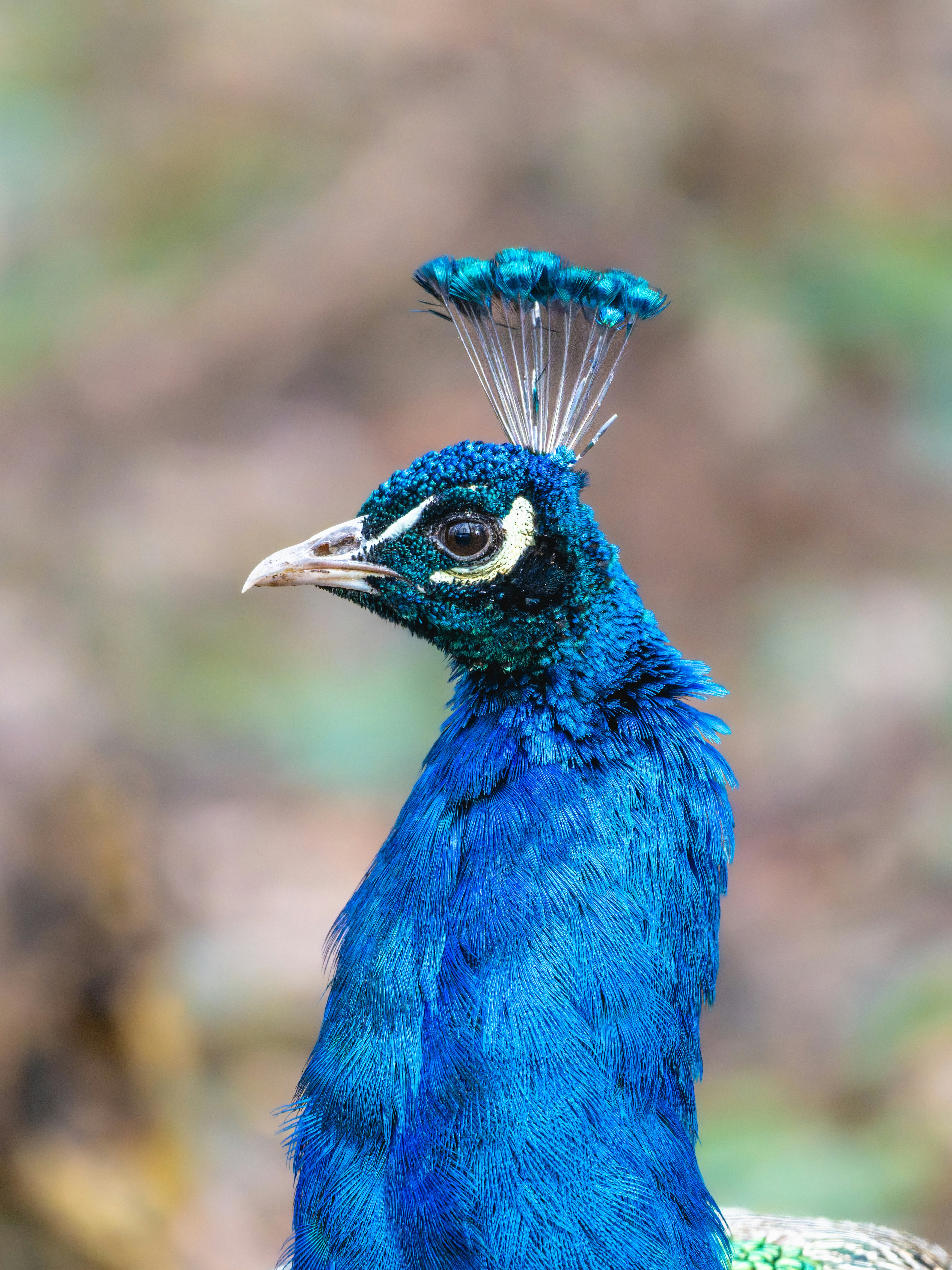 Photo by siegfriedpoepperl