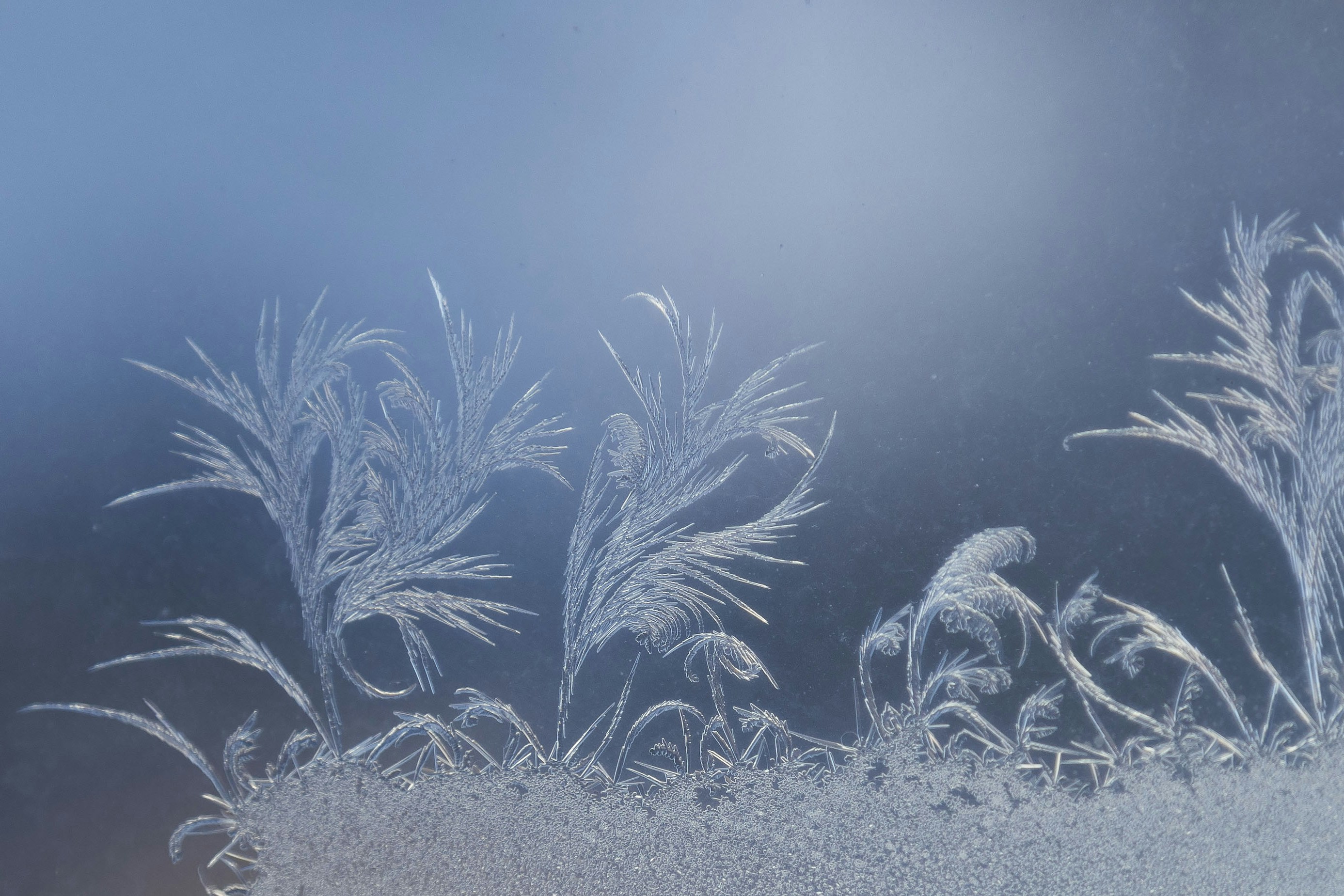 Delicate frost patterns resembling plants on a blue background.