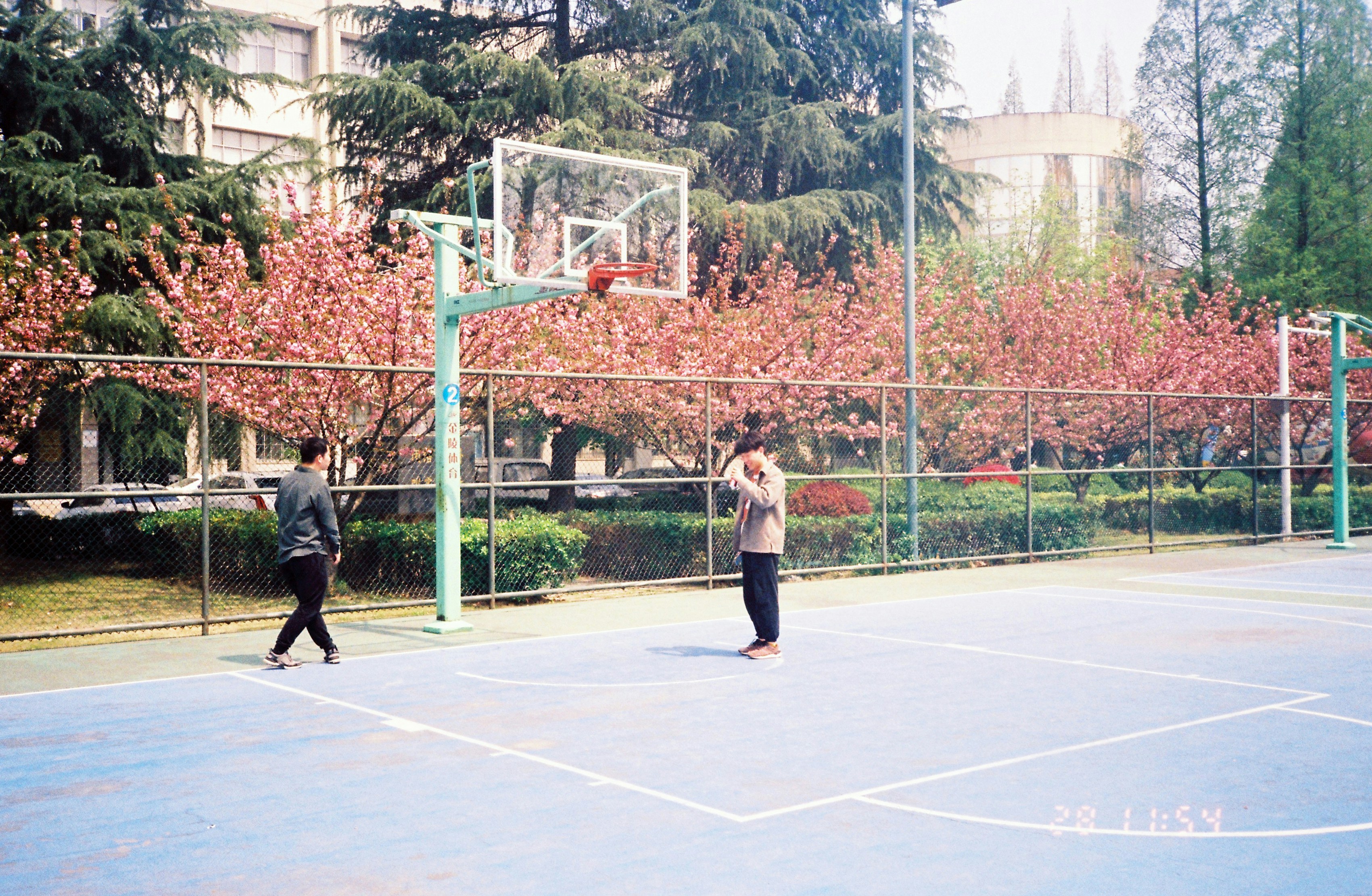 봄 벚꽃 건강한 라이프스타일