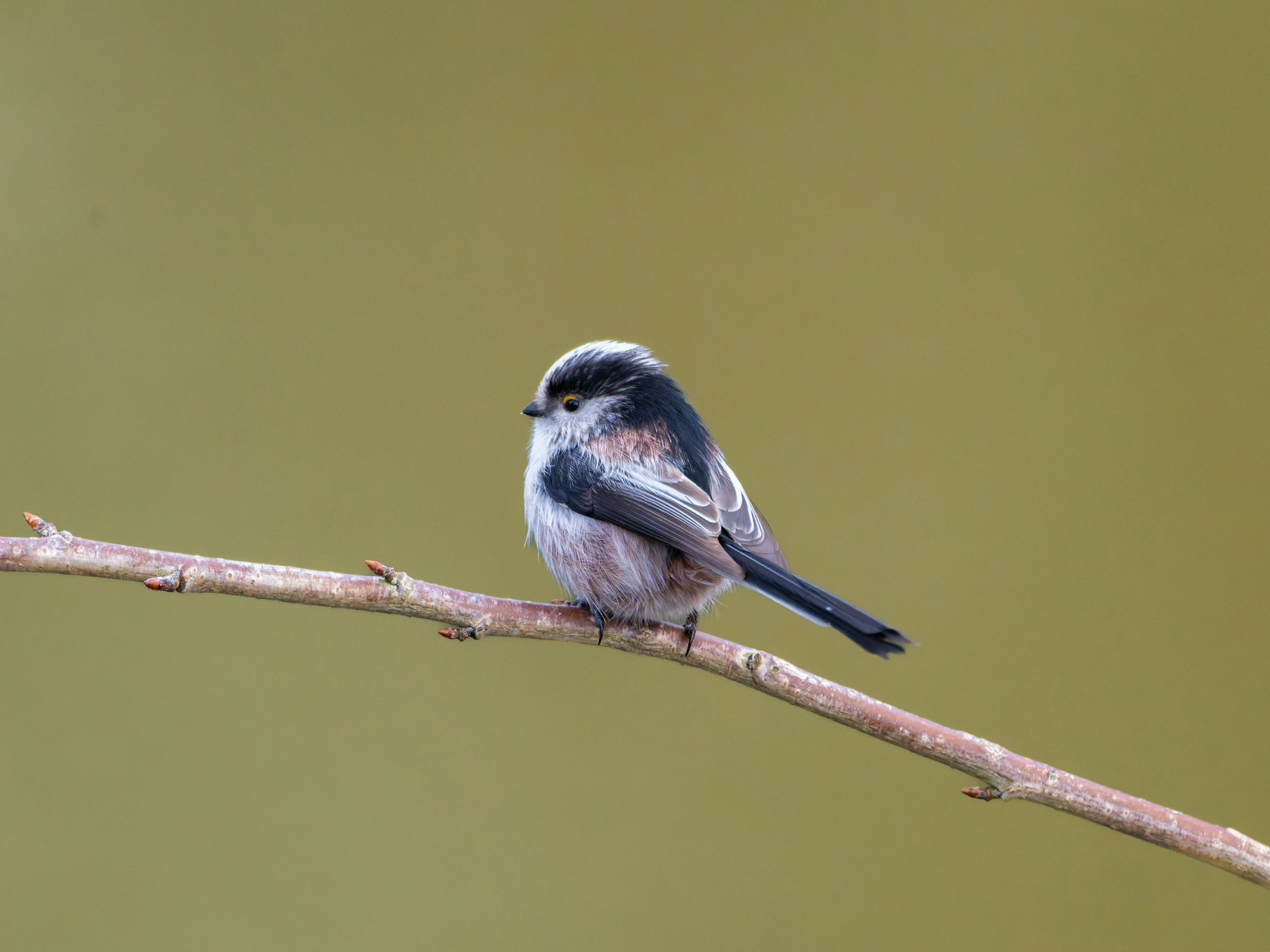 Photo by siegfriedpoepperl