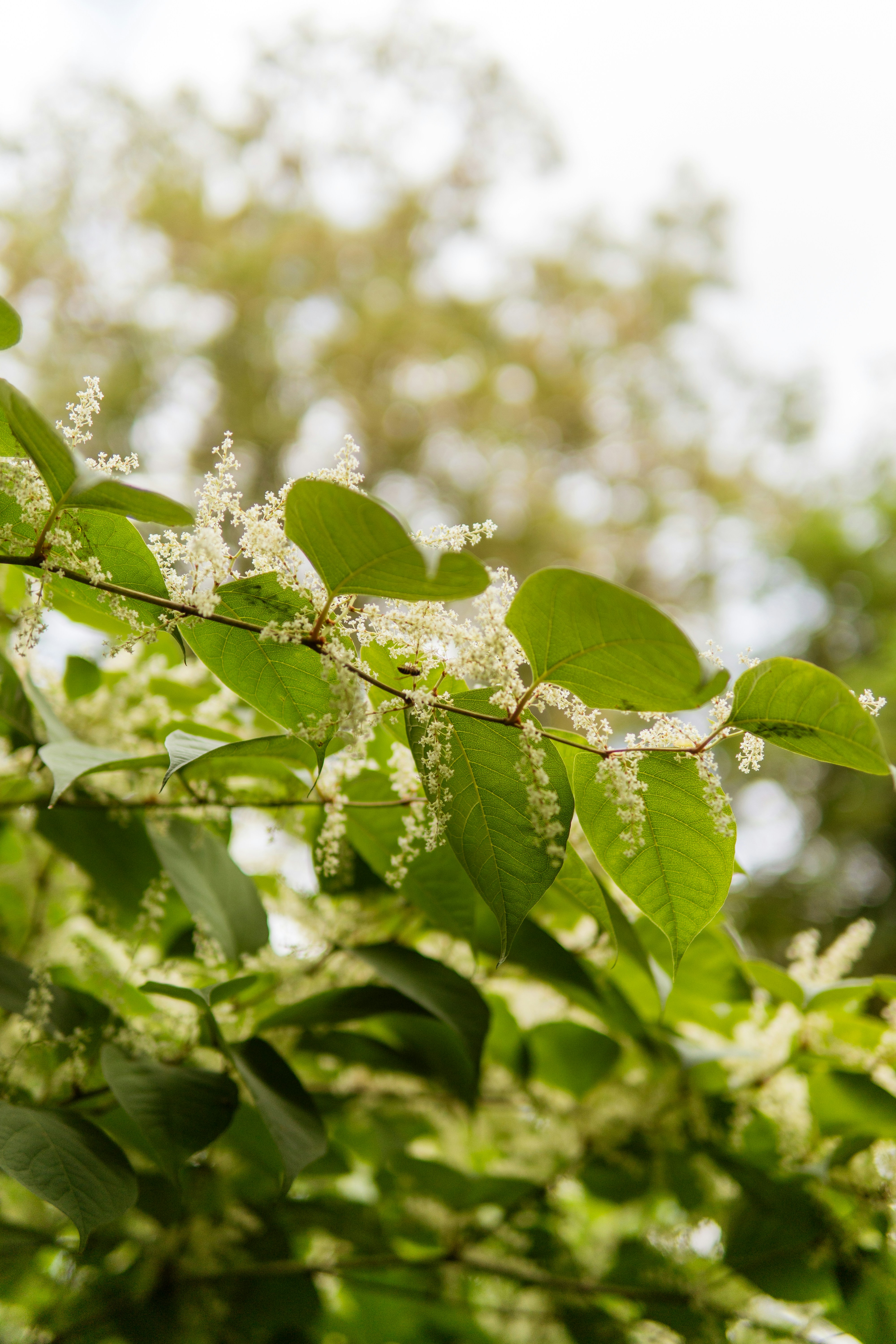 A branch with green leaves and small white flowers