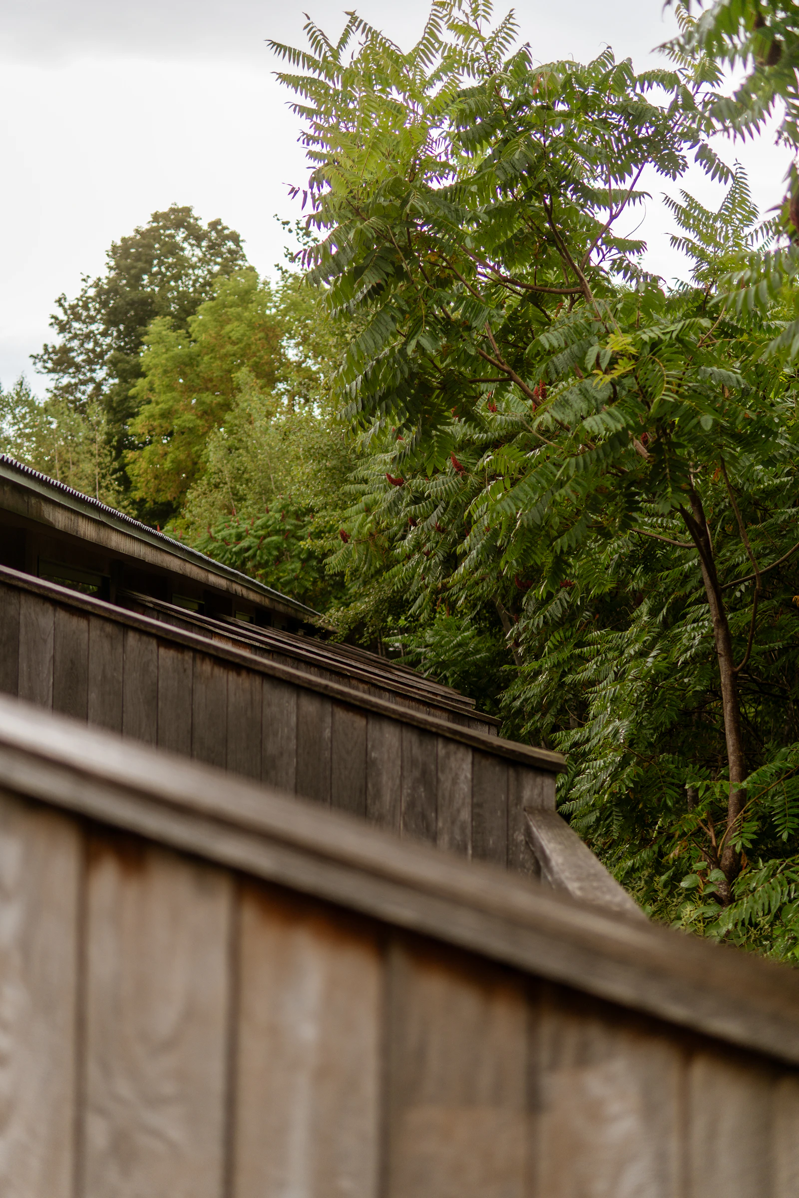 Wood privacy fence with leafy trees behind it