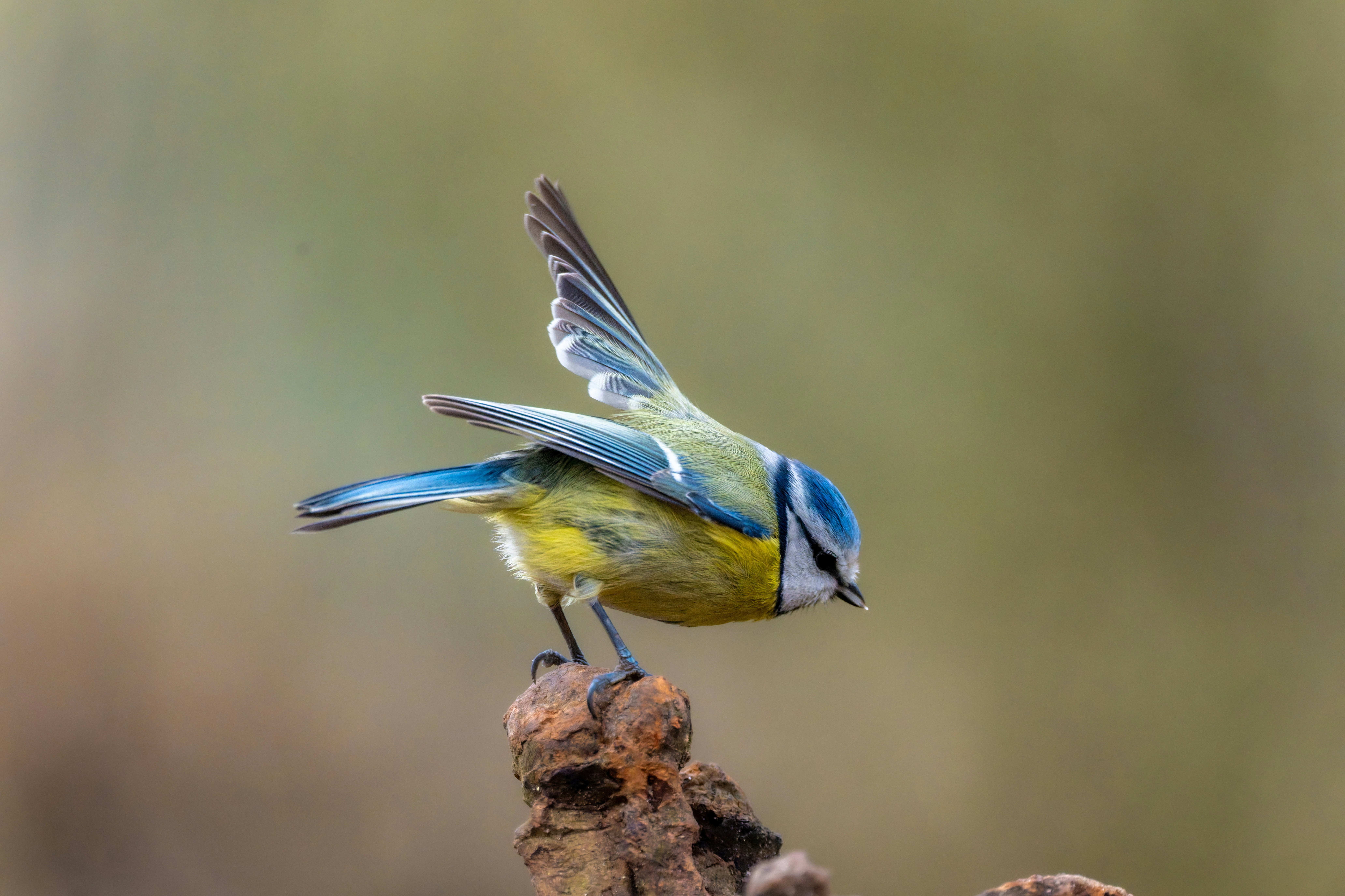 Photo by siegfriedpoepperl