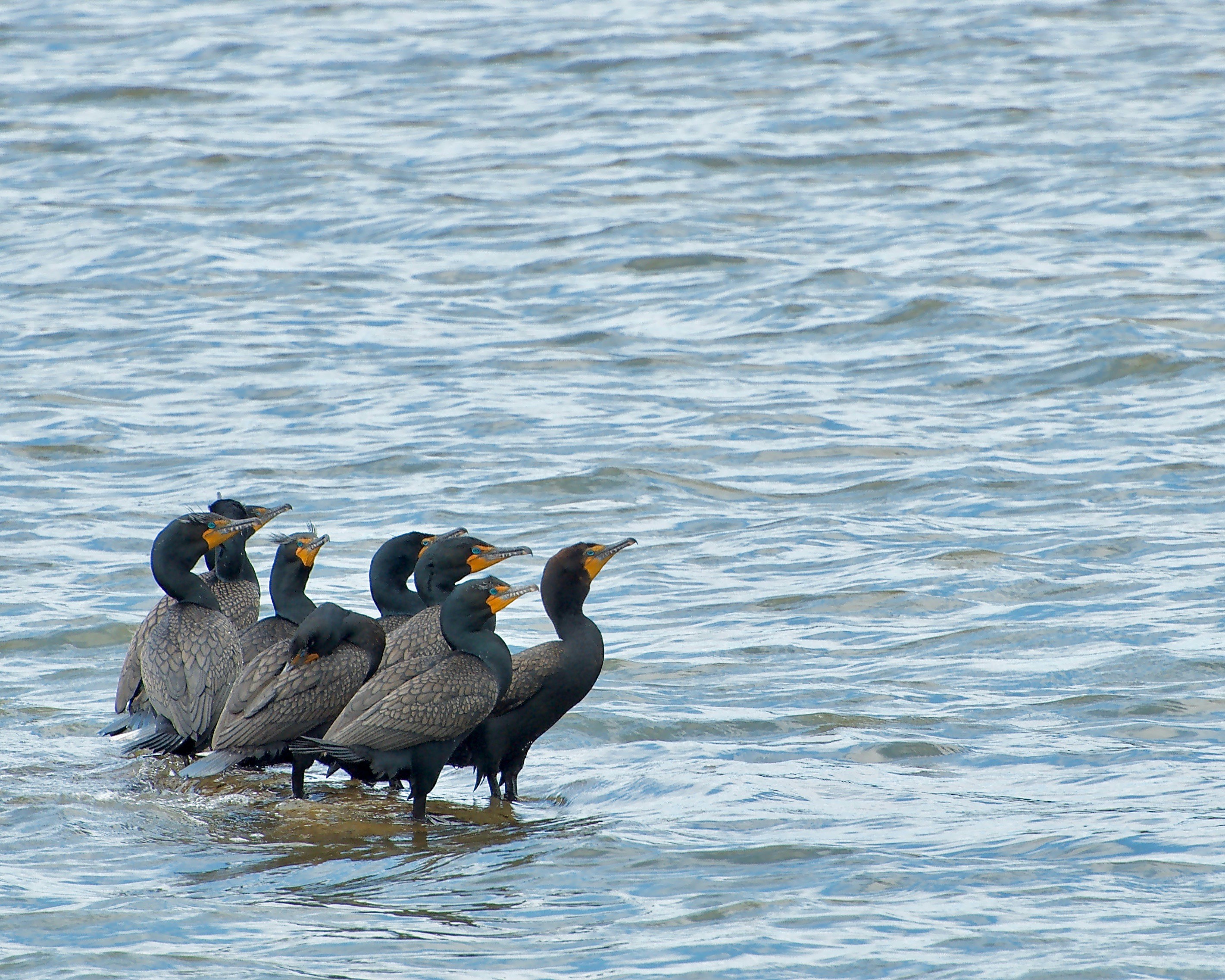 Eine Gruppe Kormorane steht auf einer flachen Sandbank.