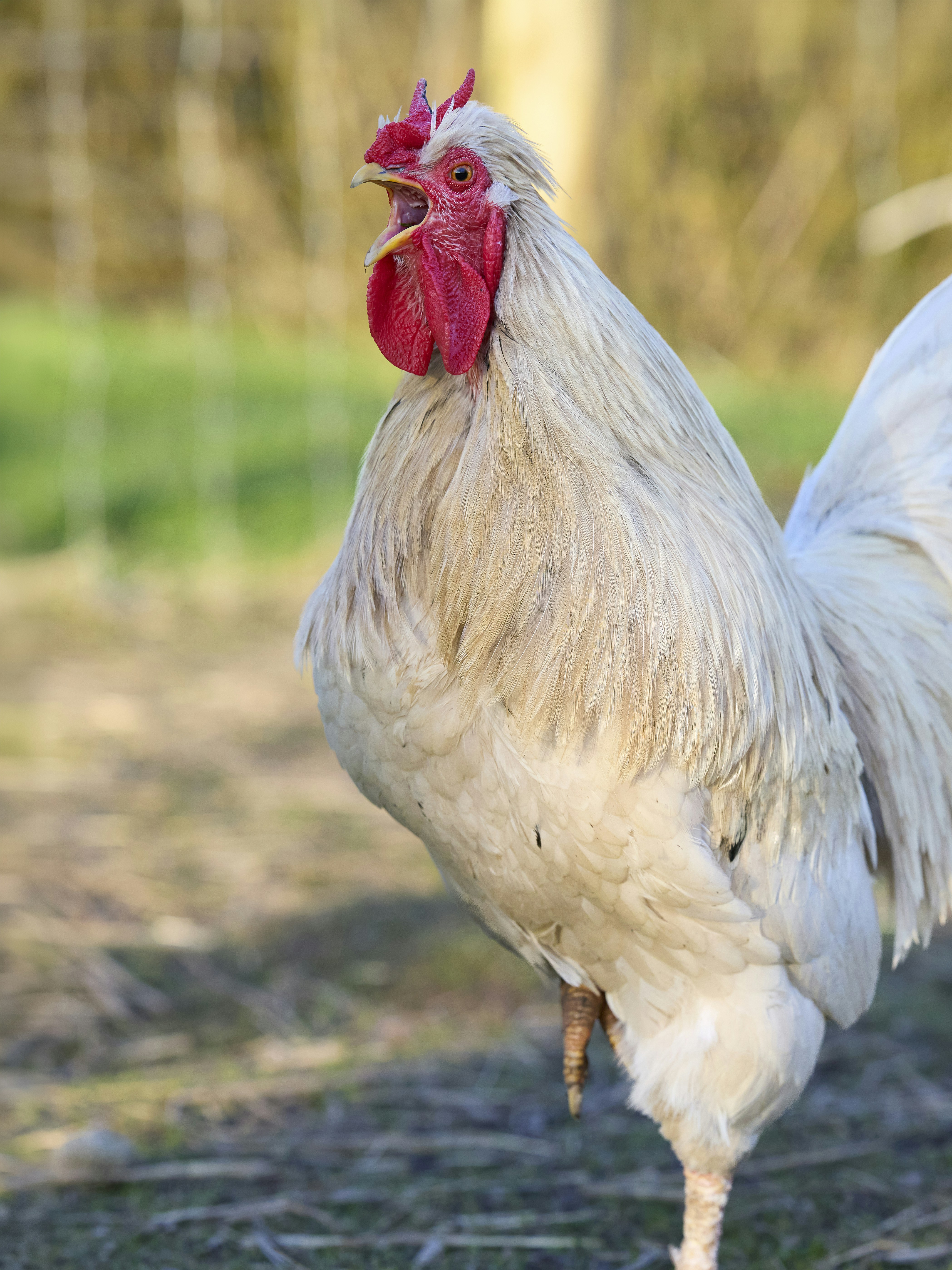 Photo by erwinbosman