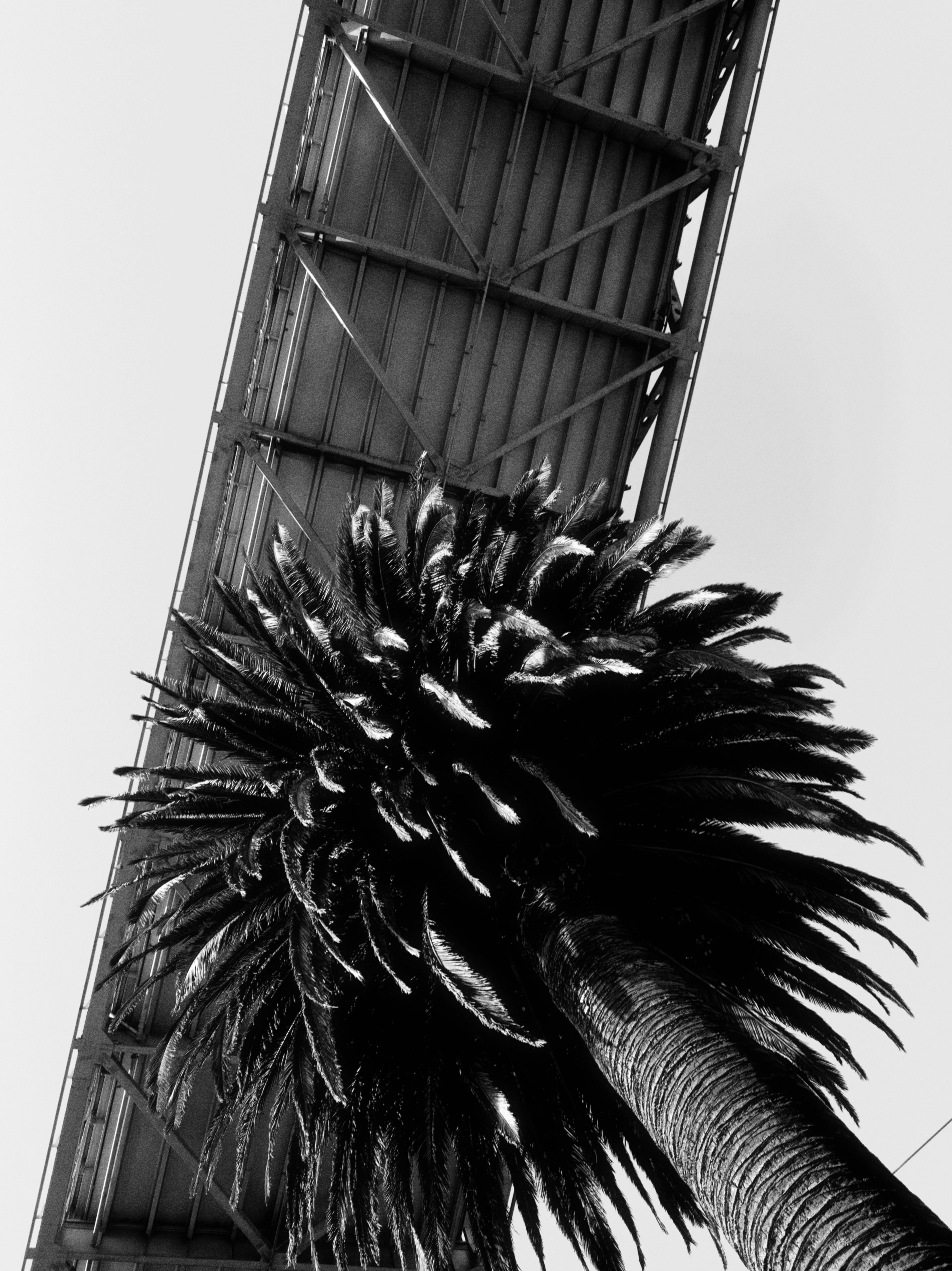 Palm tree under a metal bridge structure