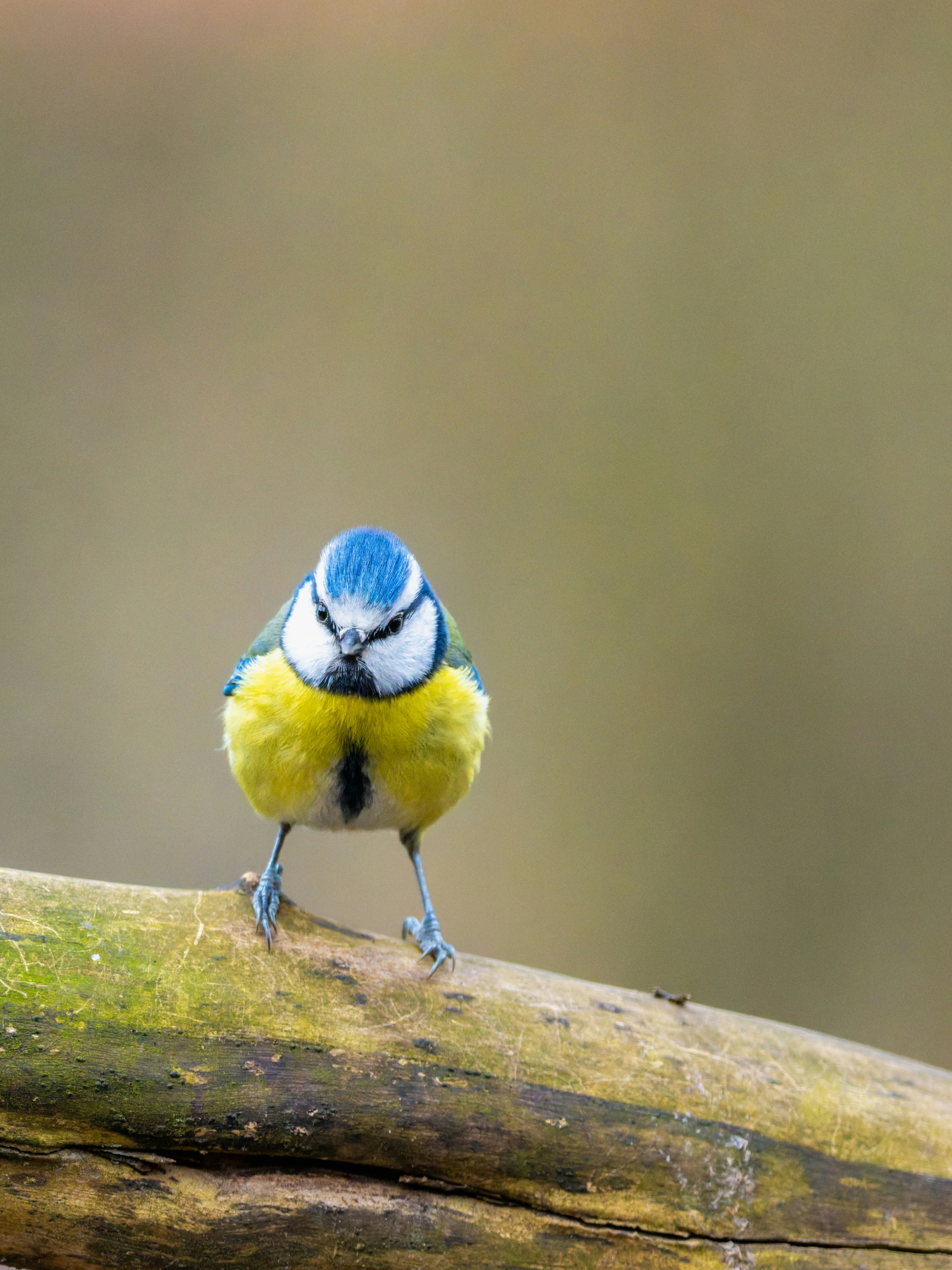 A blue tit bird perched on a branch.