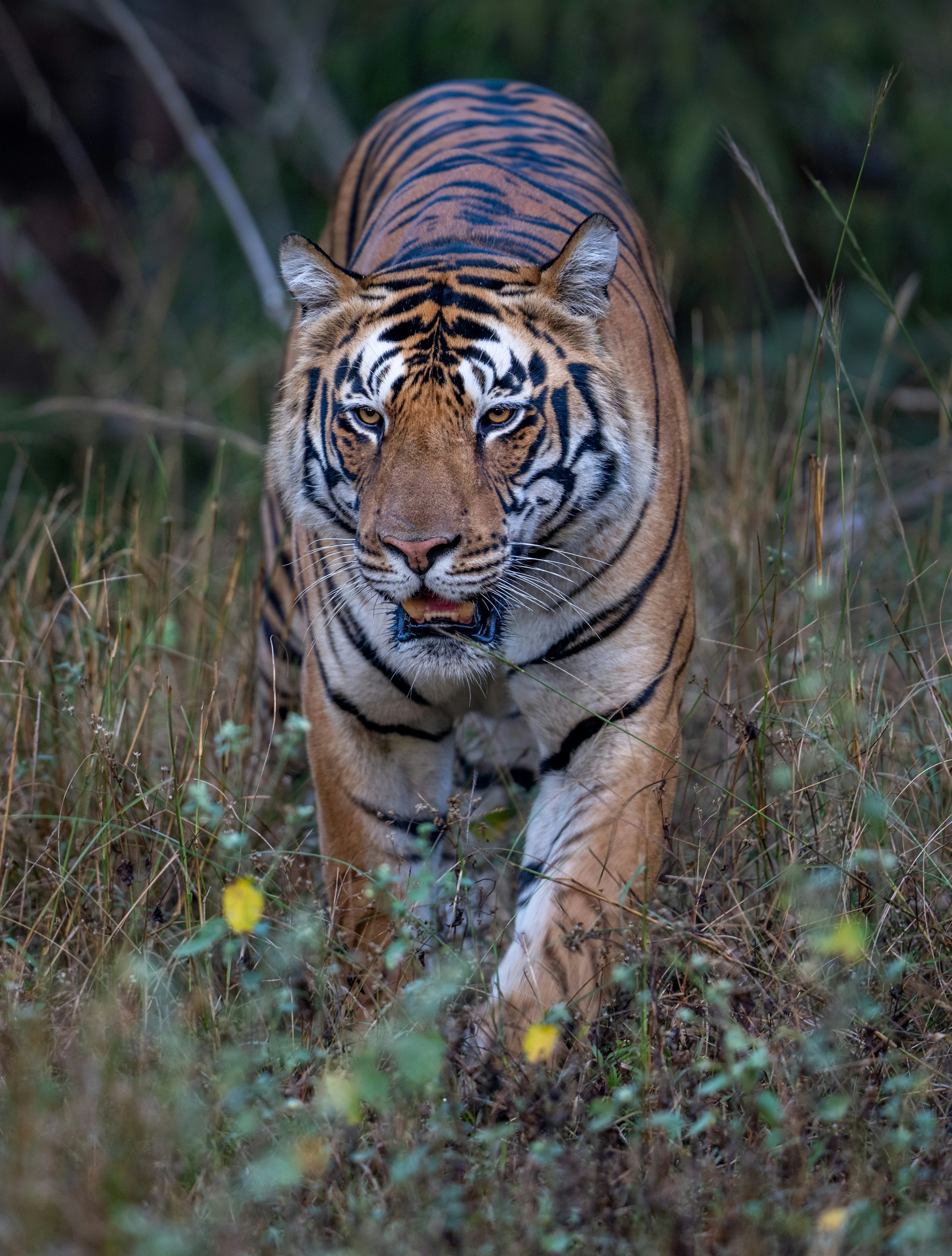トラが背の高い草や茂みの中を歩く。