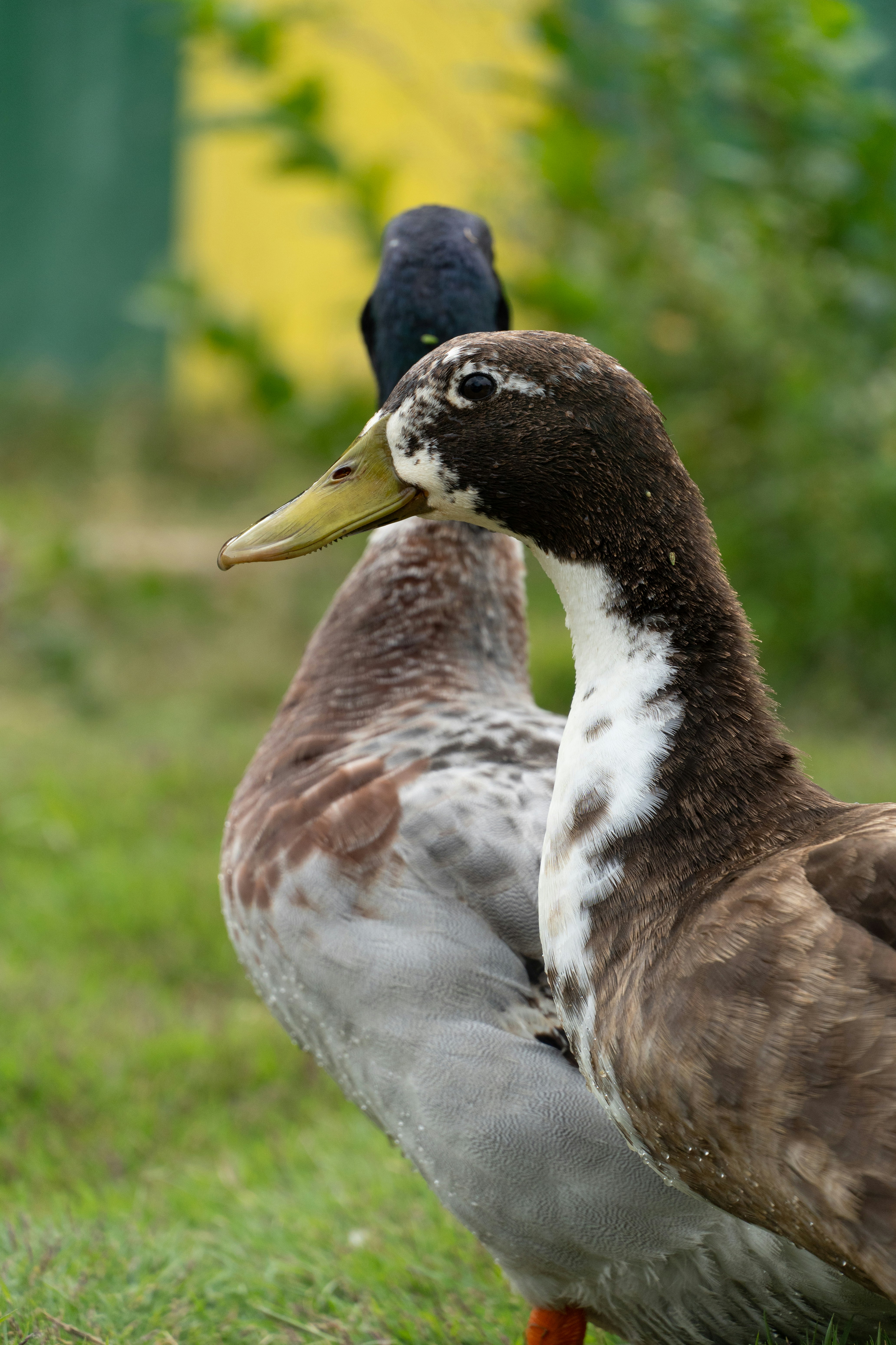 Photo by priyanshh32