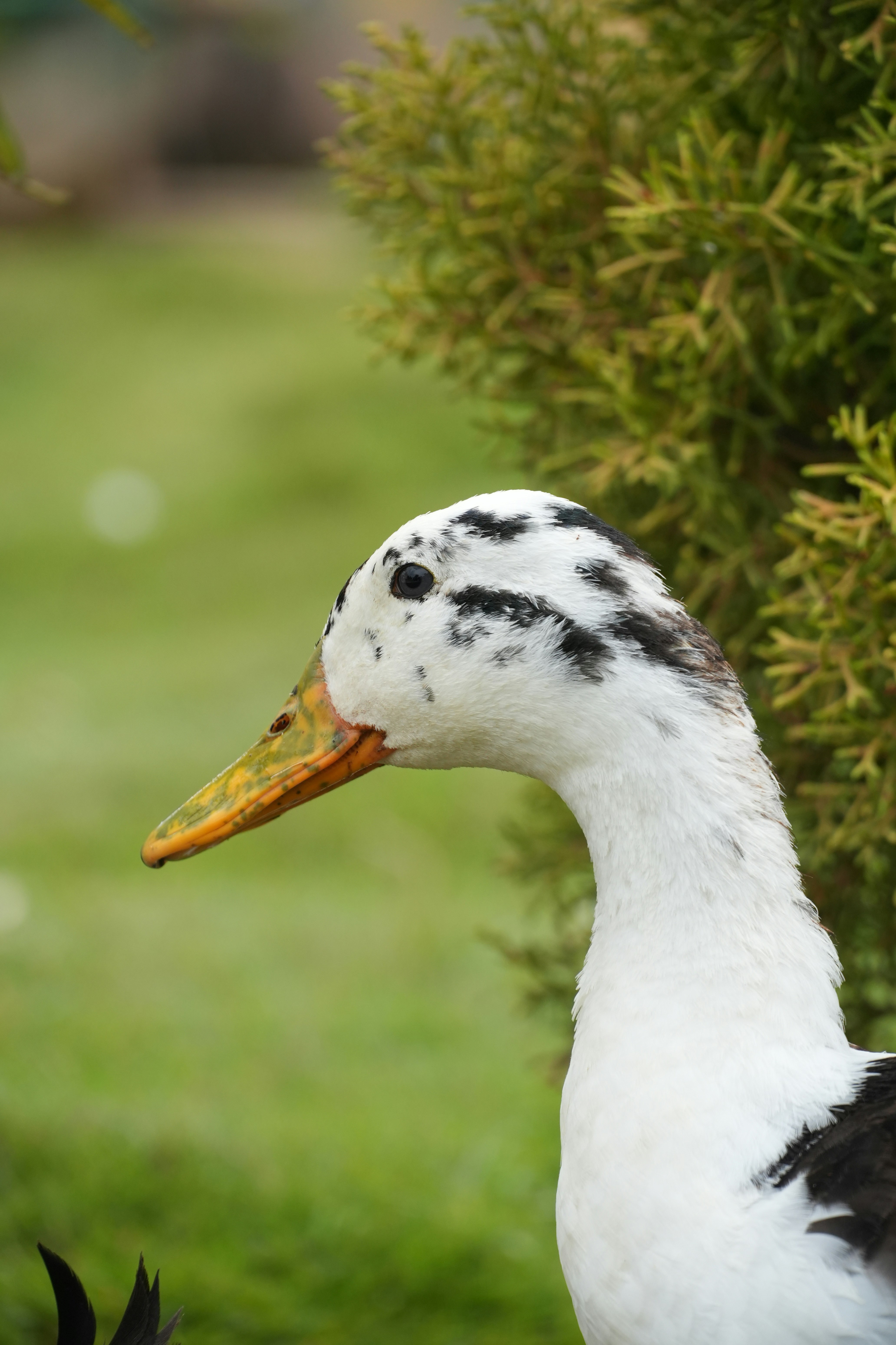 A white duck with black markings stands near a bush.