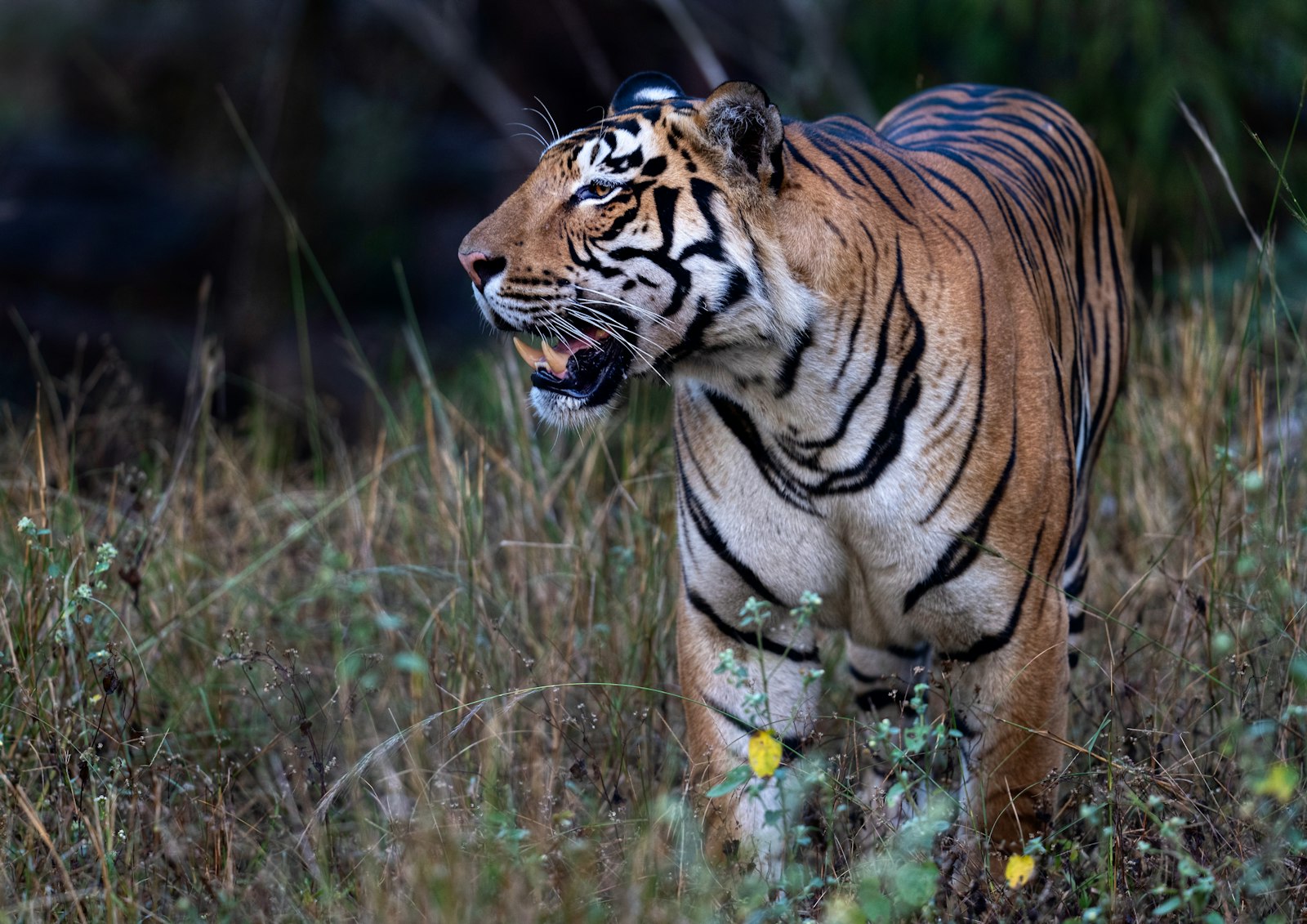 Valmiki Tiger Reserve: Bihar's Overlooked Tiger Landscape — wildlife photography article cover