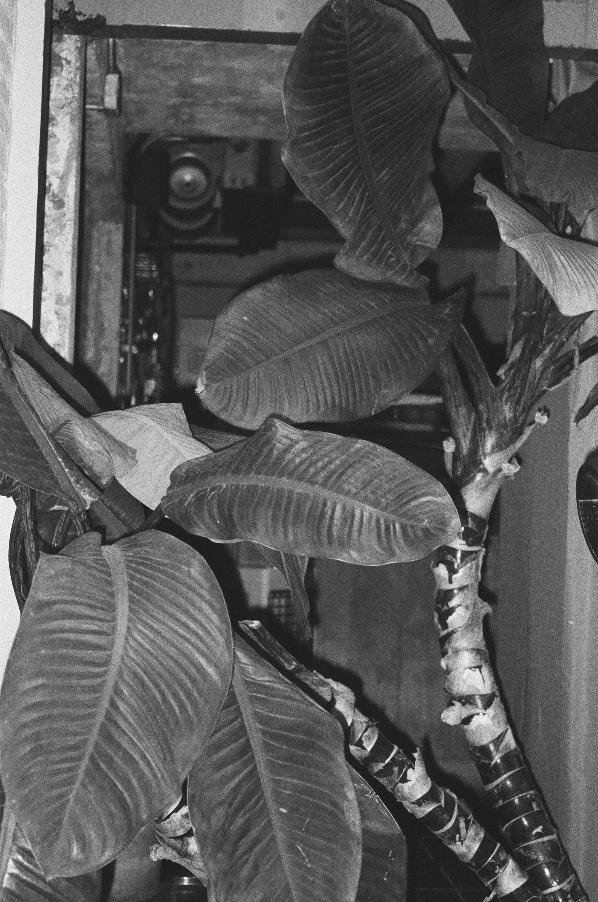 Large tropical leaves in a black and white setting.