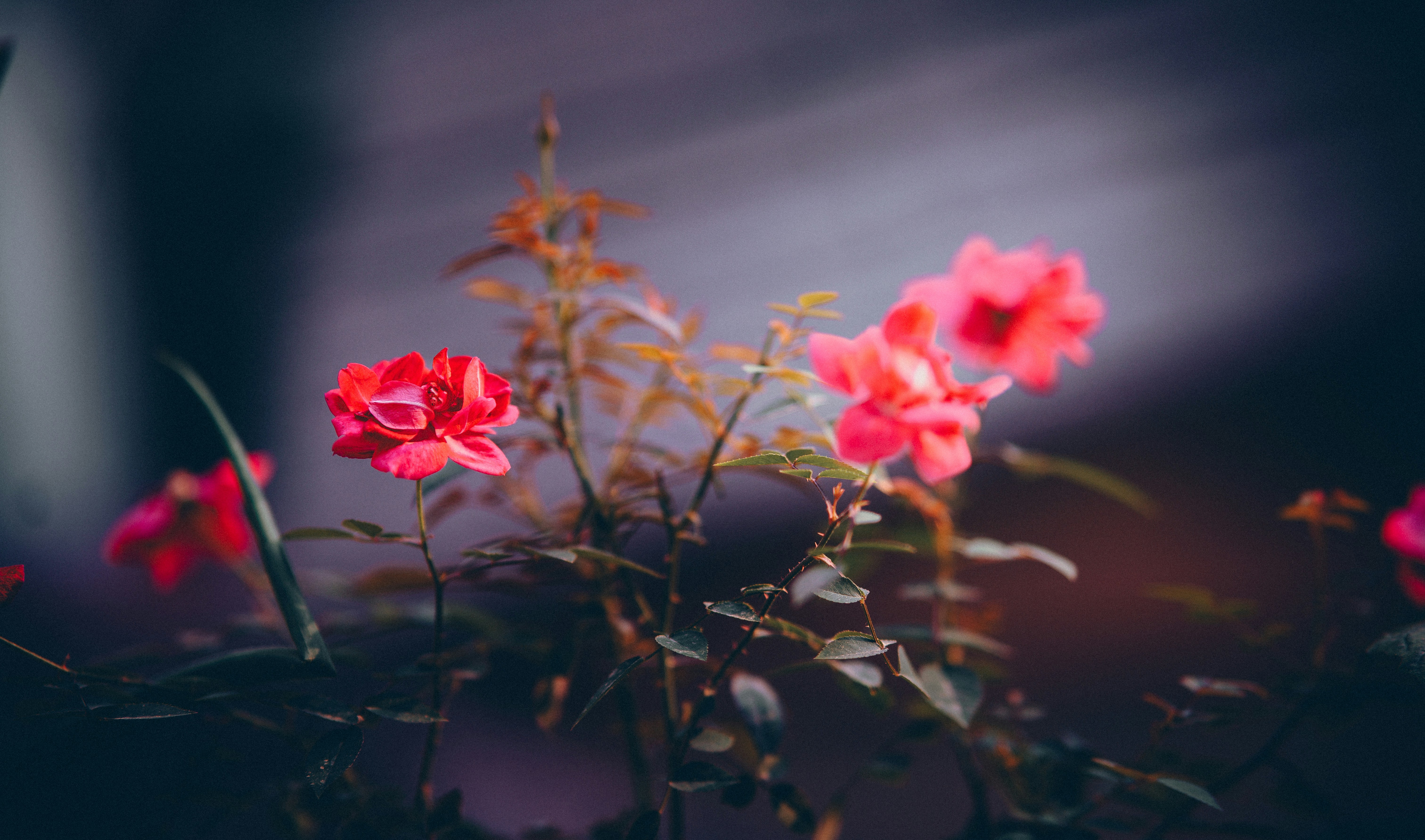 Photo by manhterry93