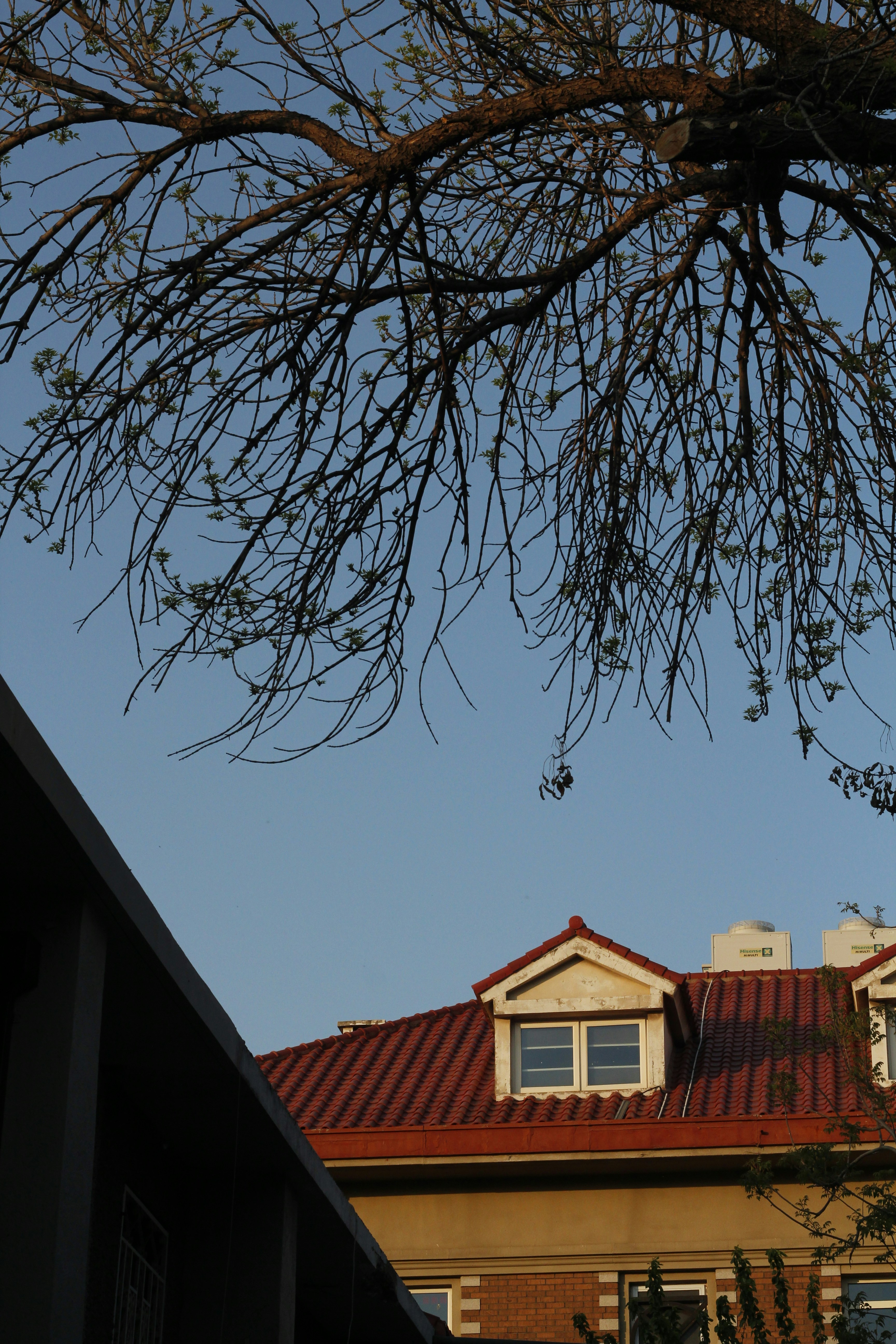 建物の上には澄んだ青空を背景に裸の木の枝が広がっている。