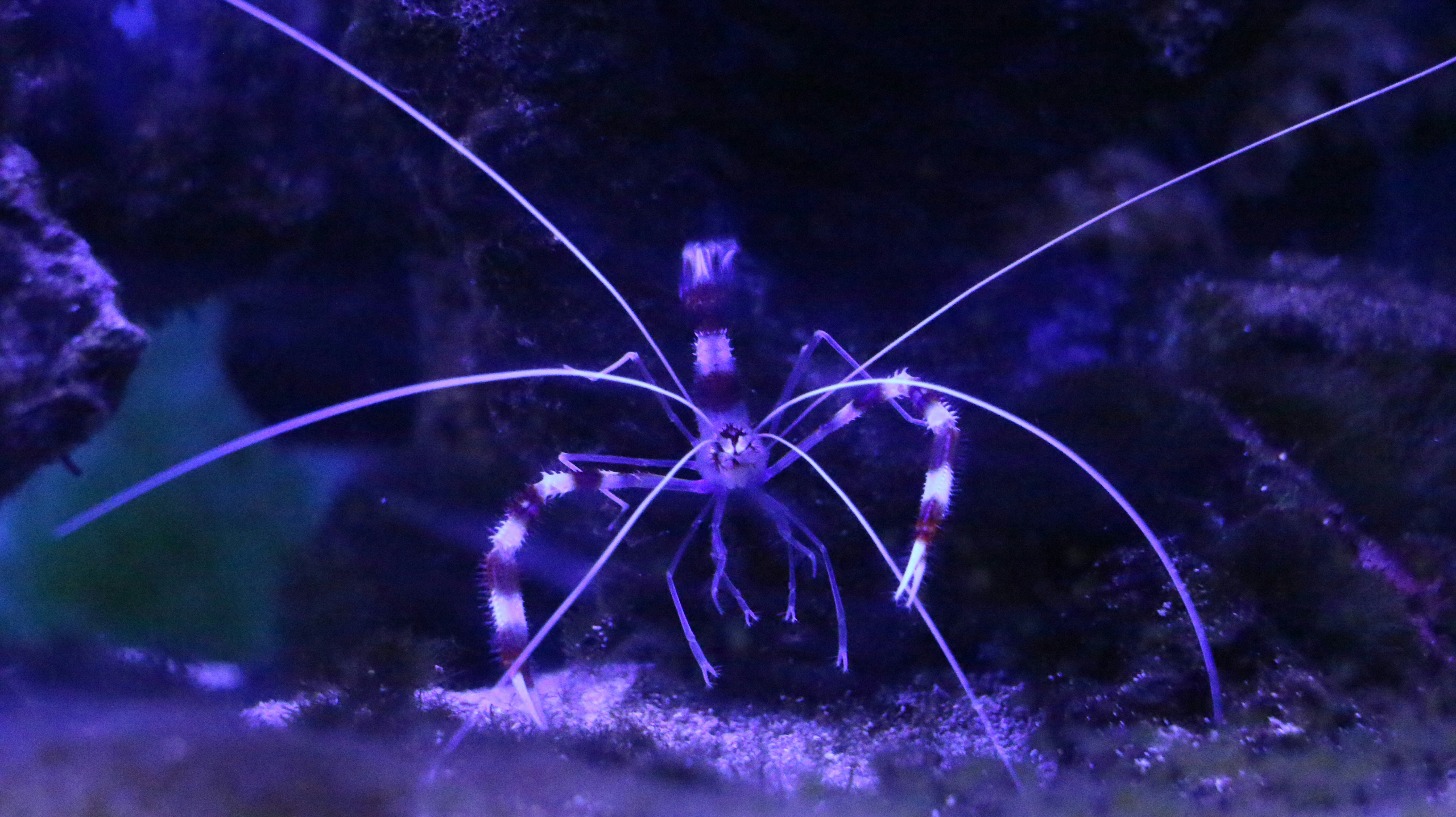 A banded cleaner shrimp in a dark aquarium.