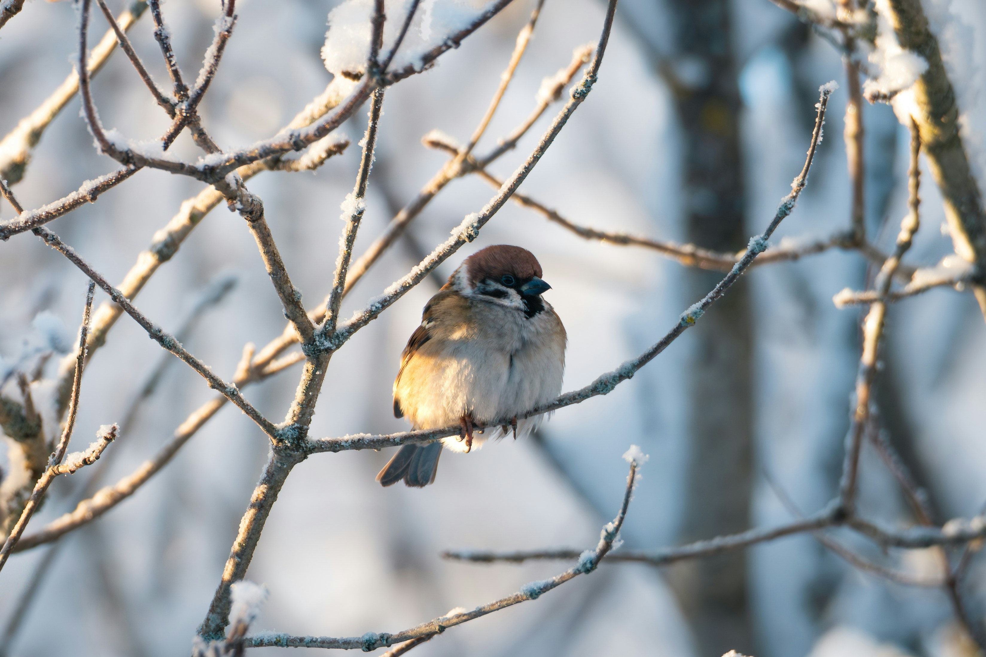 A small bird perched on a snow-covered branch.