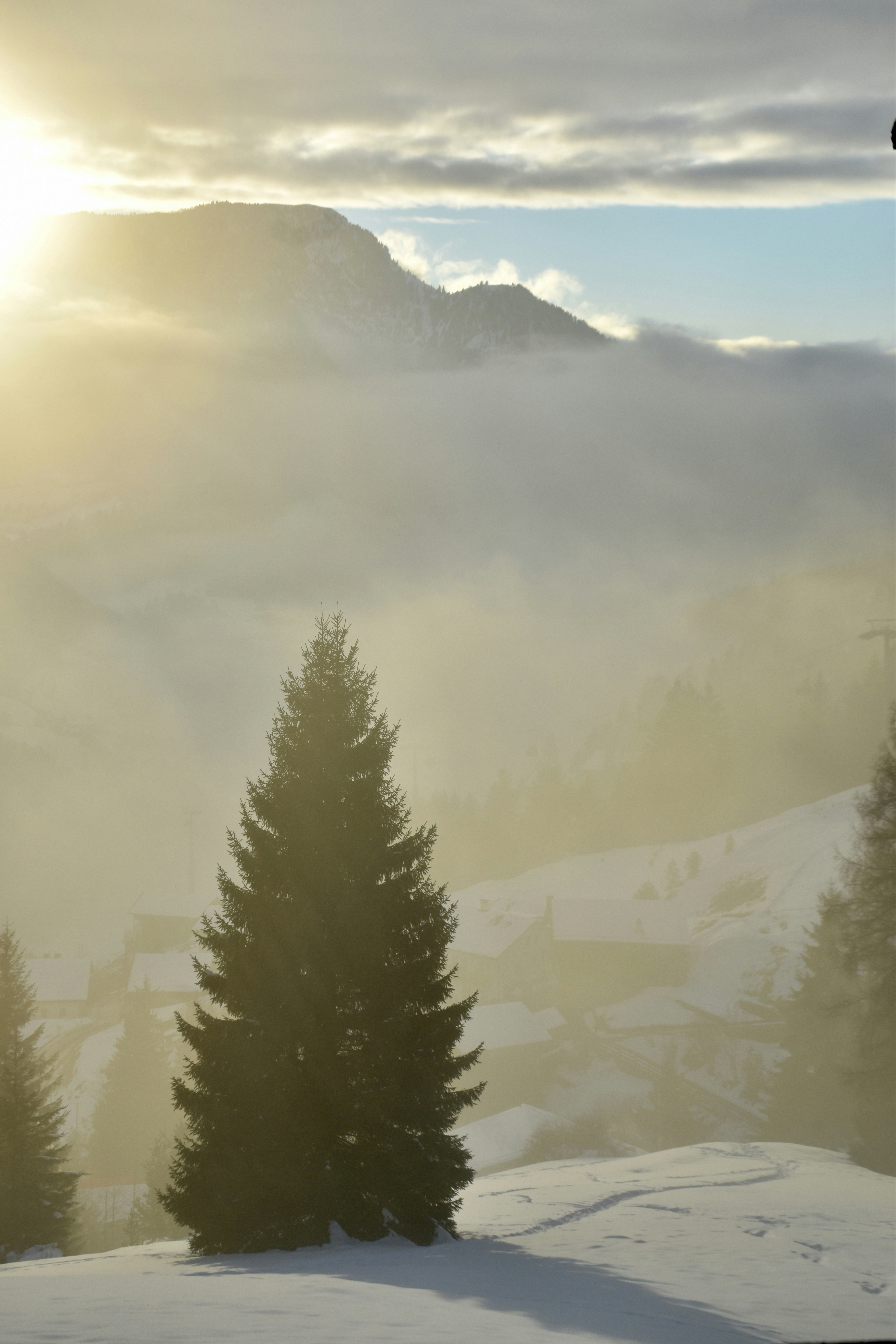 前景には一本の松の木がある霧に包まれた山の風景。