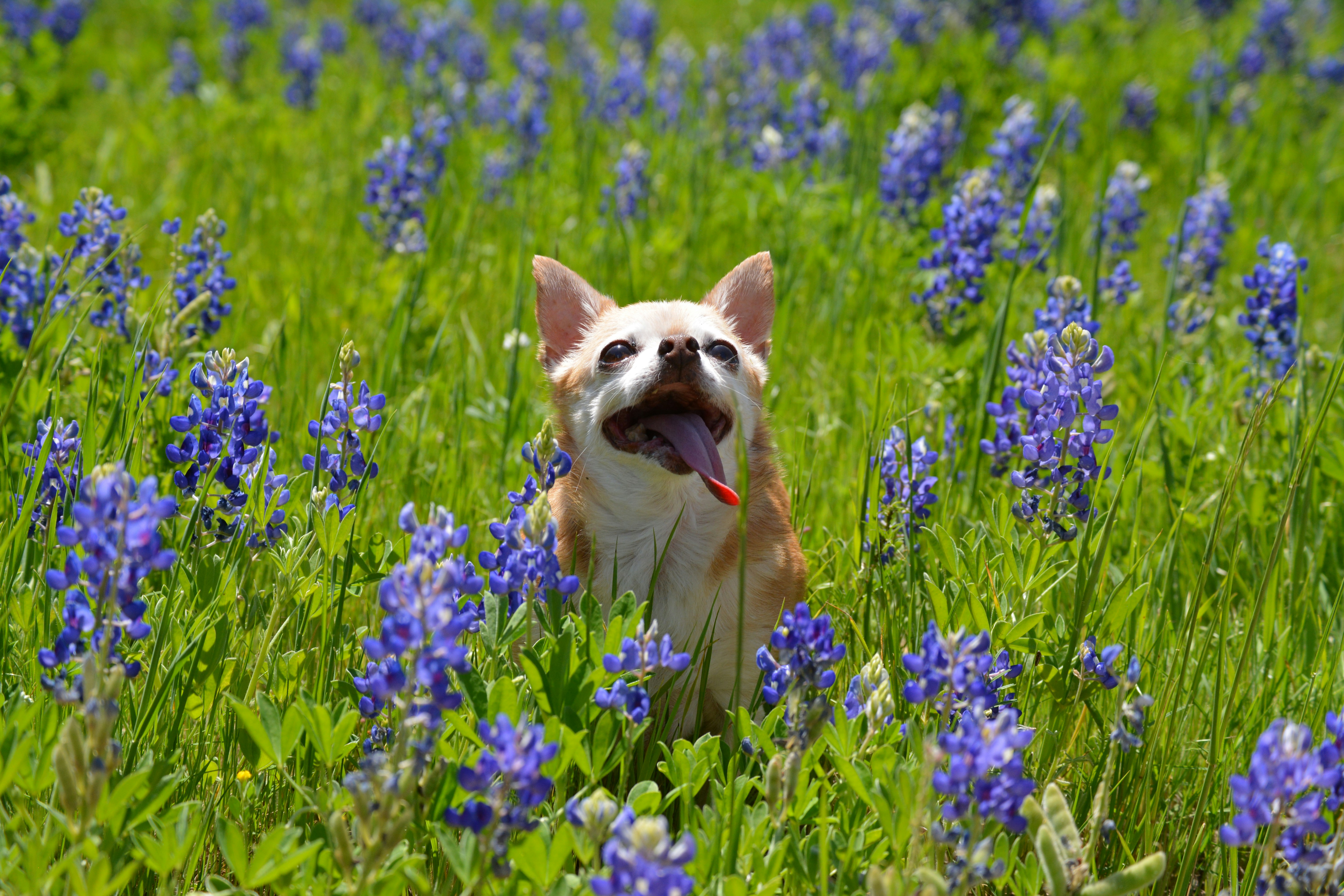 Lucy in her debut bluebonnet shoot.