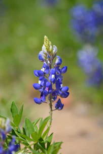 A close-up of a blooming bluebonnet flower in a field.