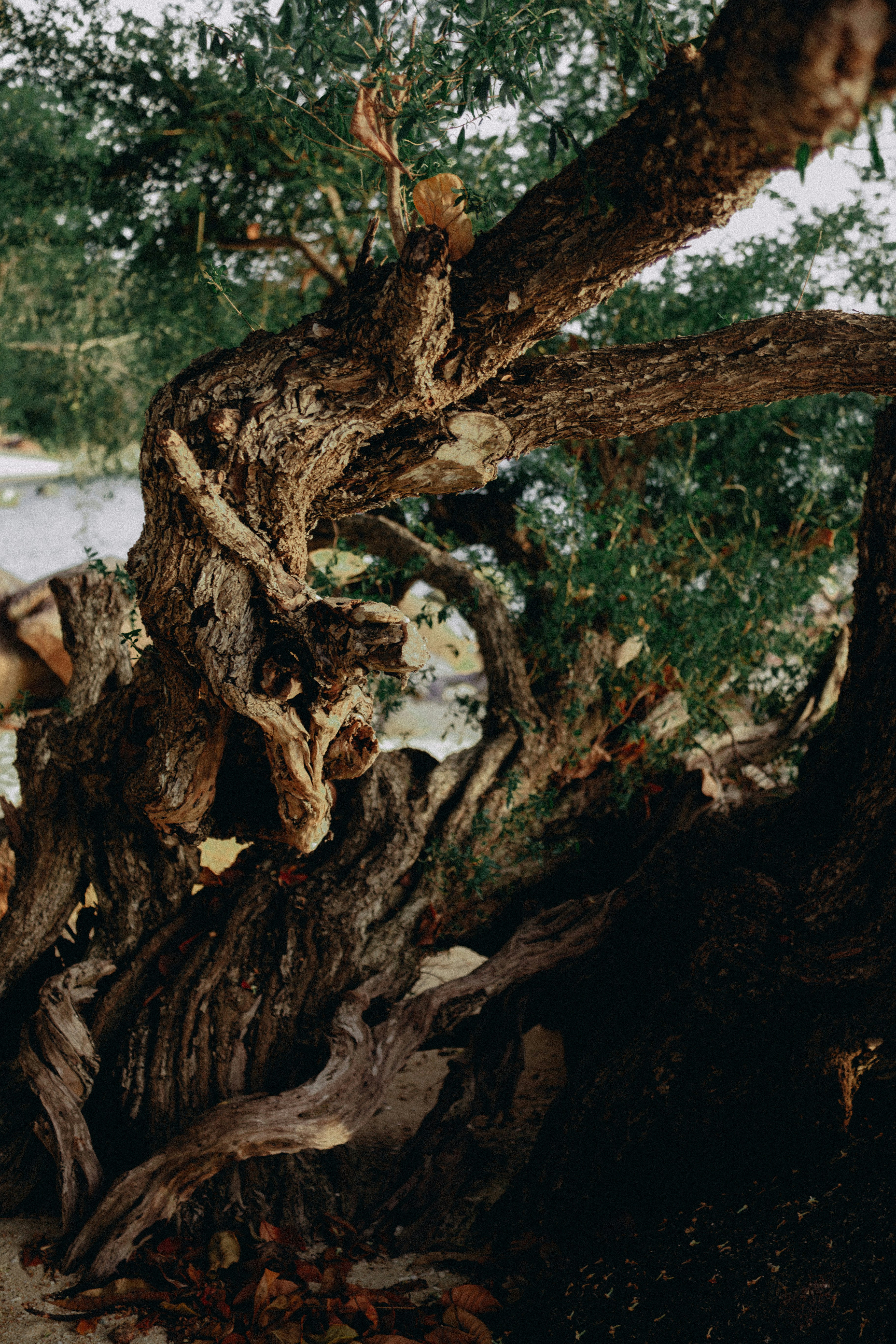 Twisted ancient olive tree trunk with gnarled branches.