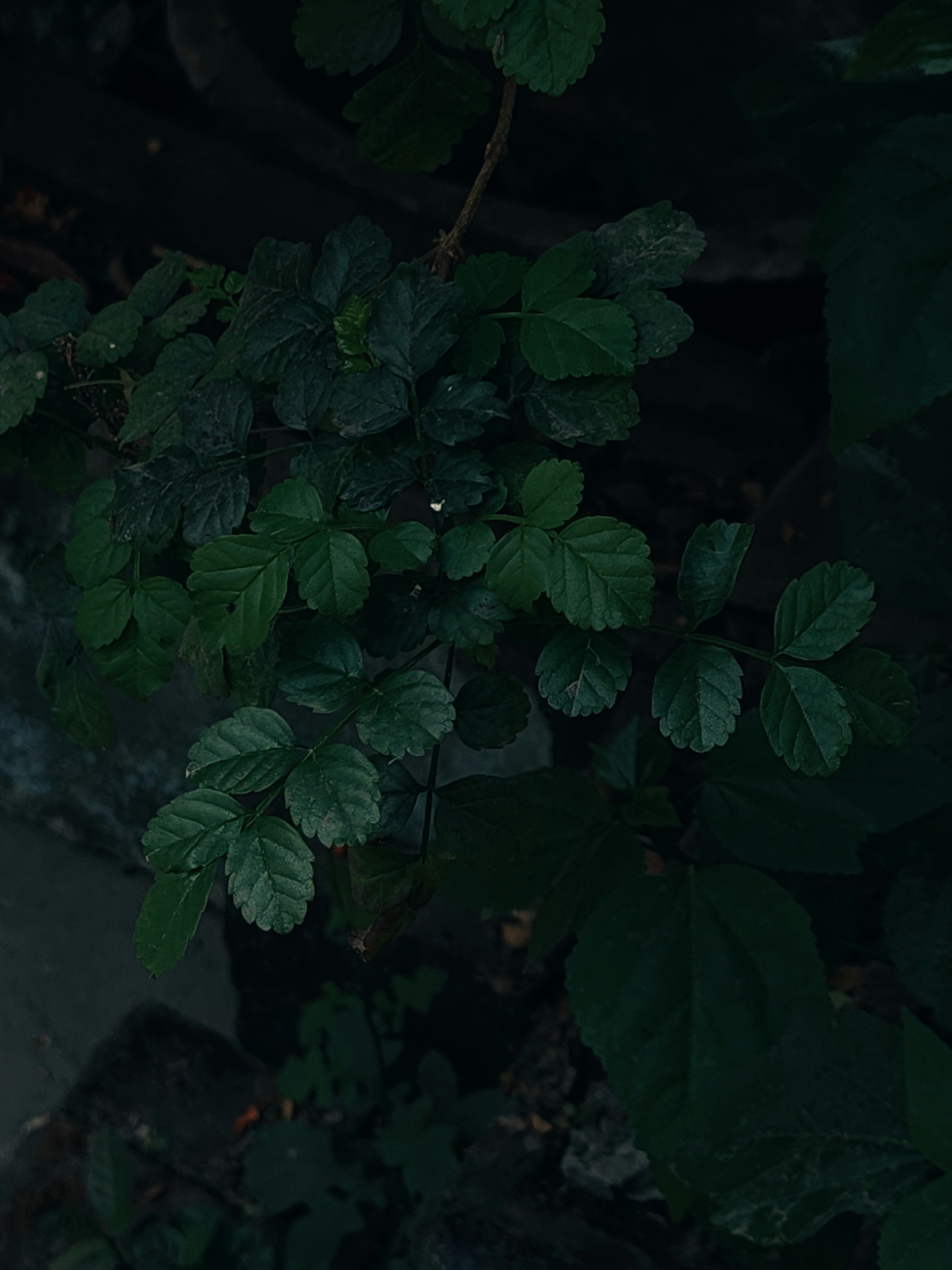Dark green leaves on a branch in shadow