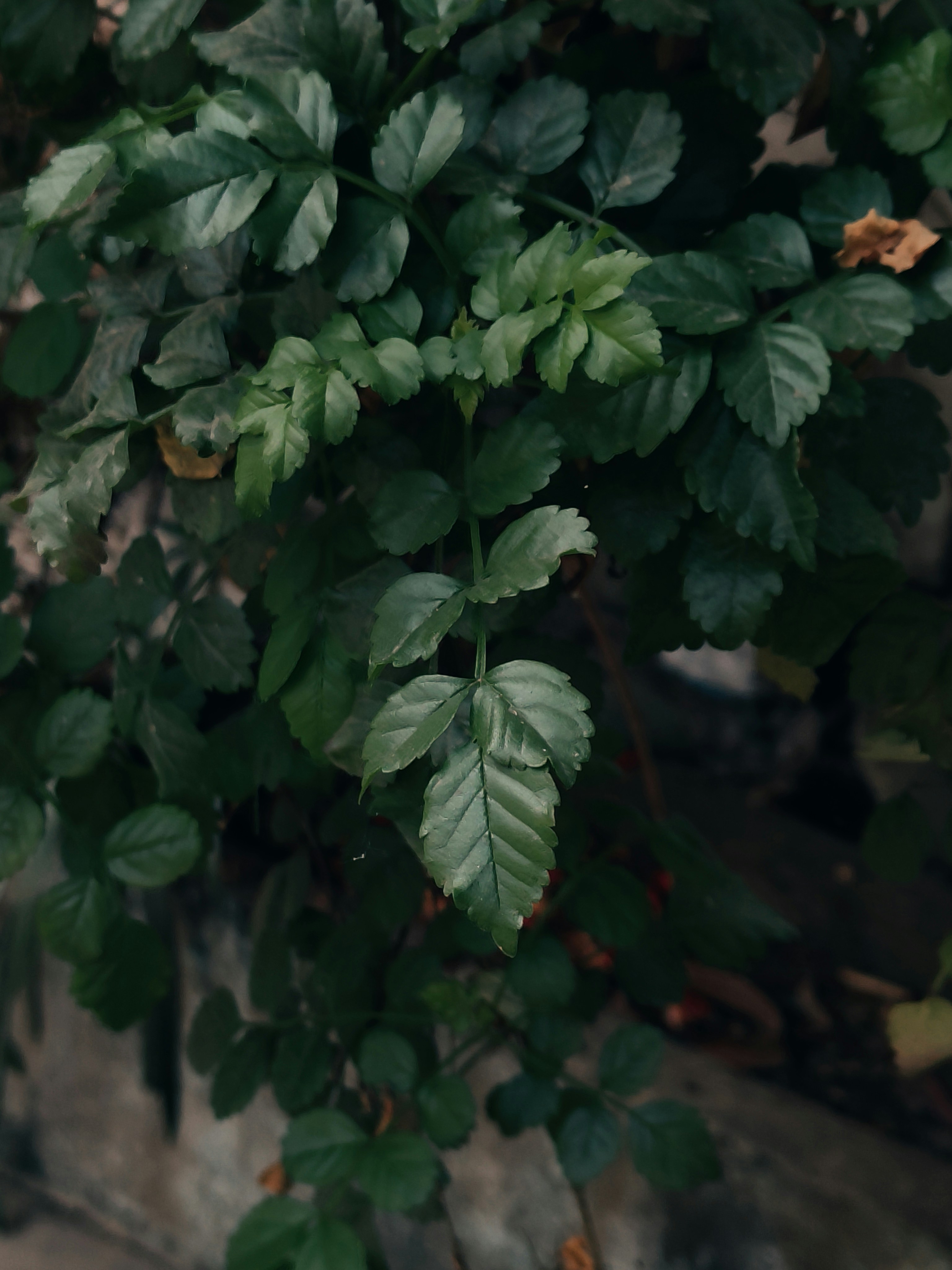 Photo by sujaypaulsp