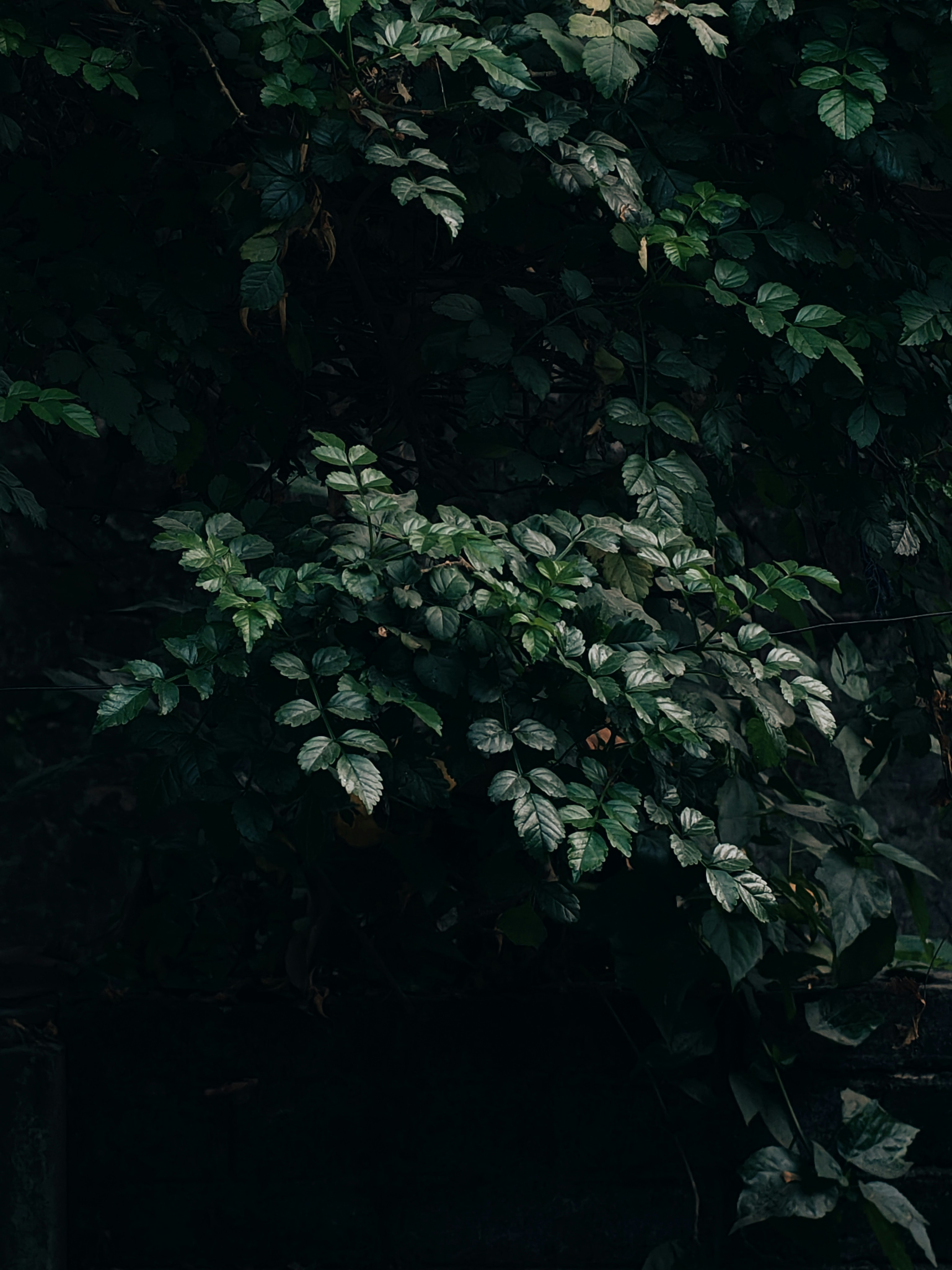 Dark green leaves on a vine in dim light.