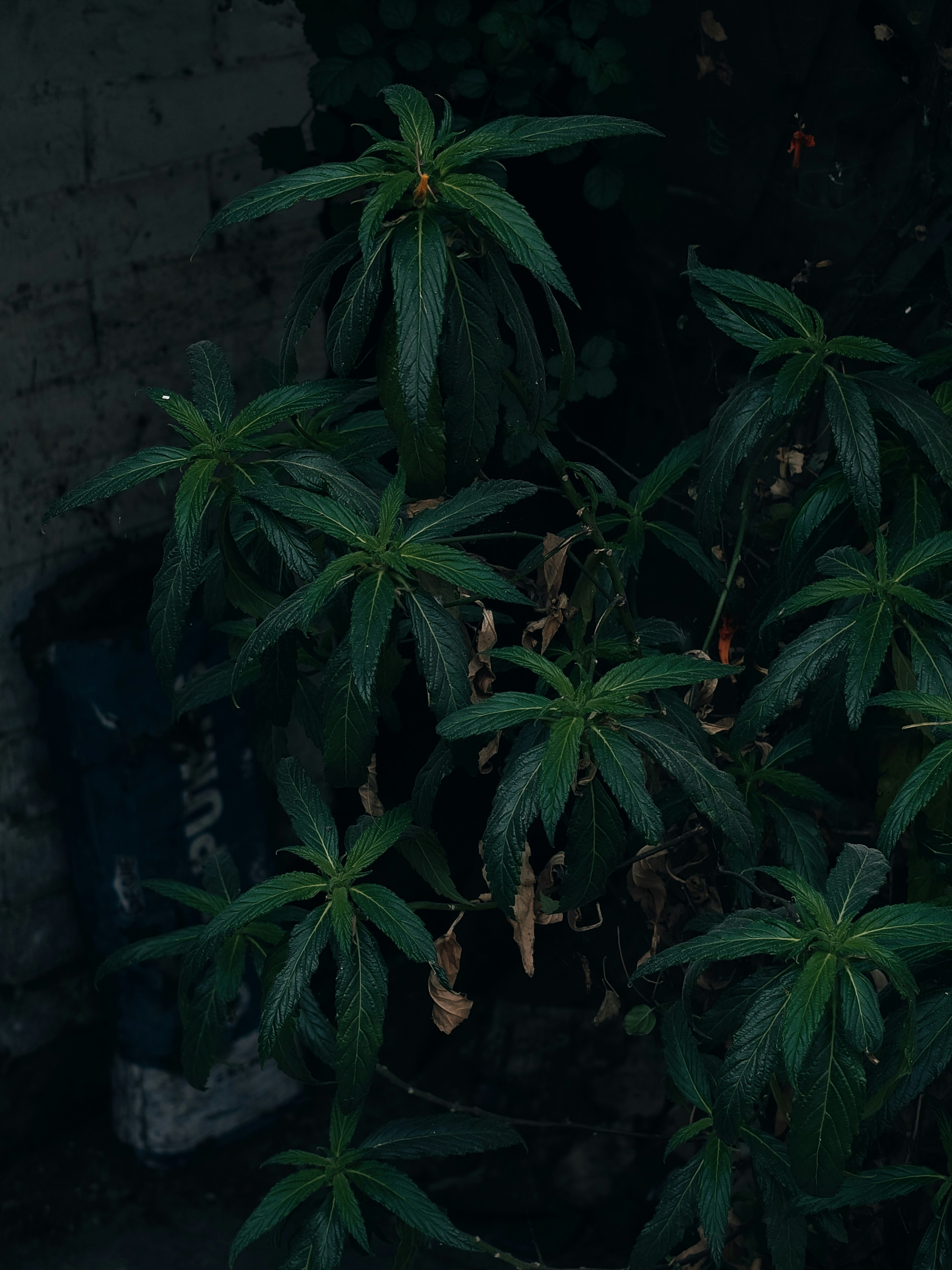 Dark green foliage of a plant with some dried leaves.