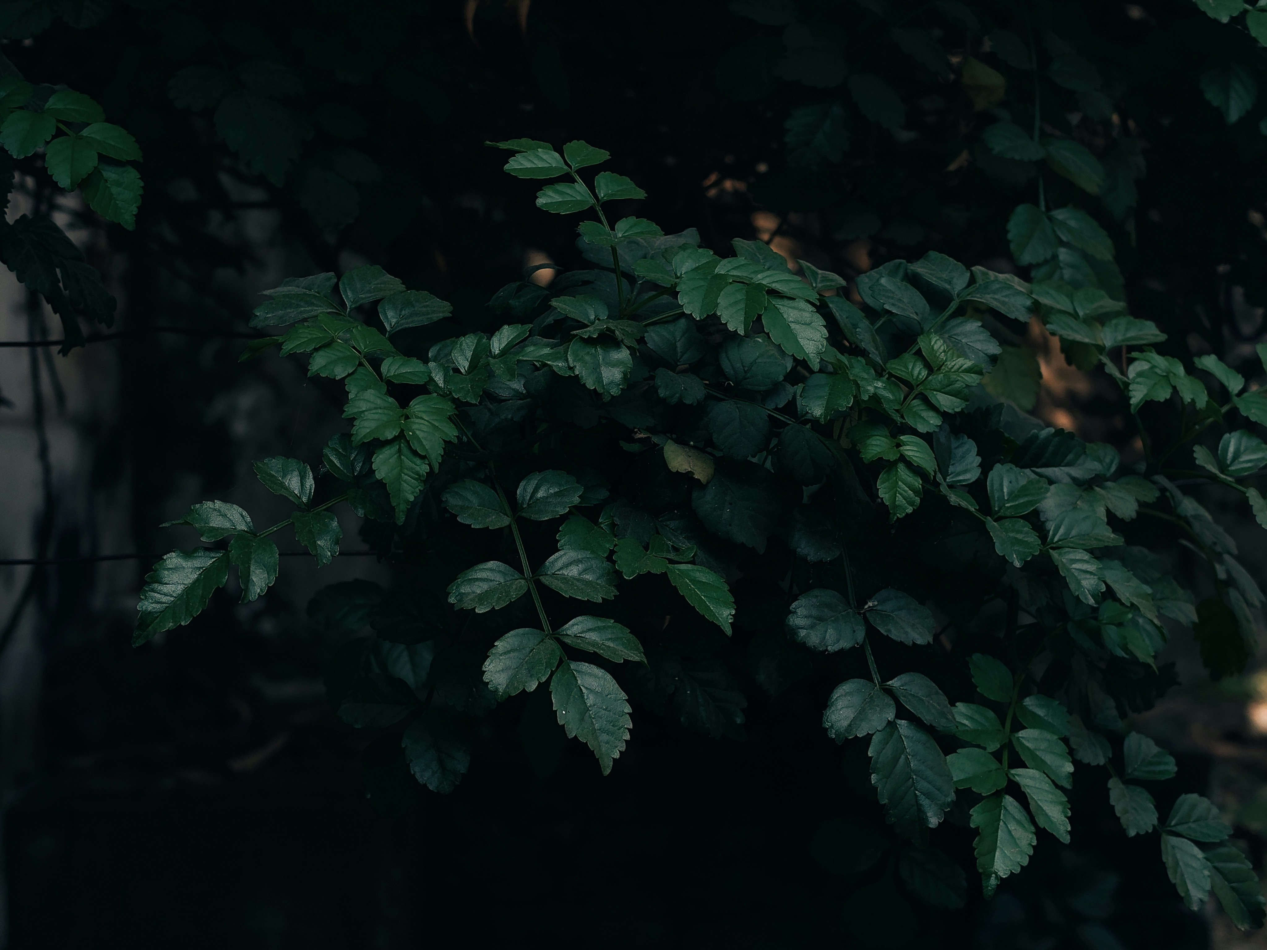 Photo by sujaypaulsp