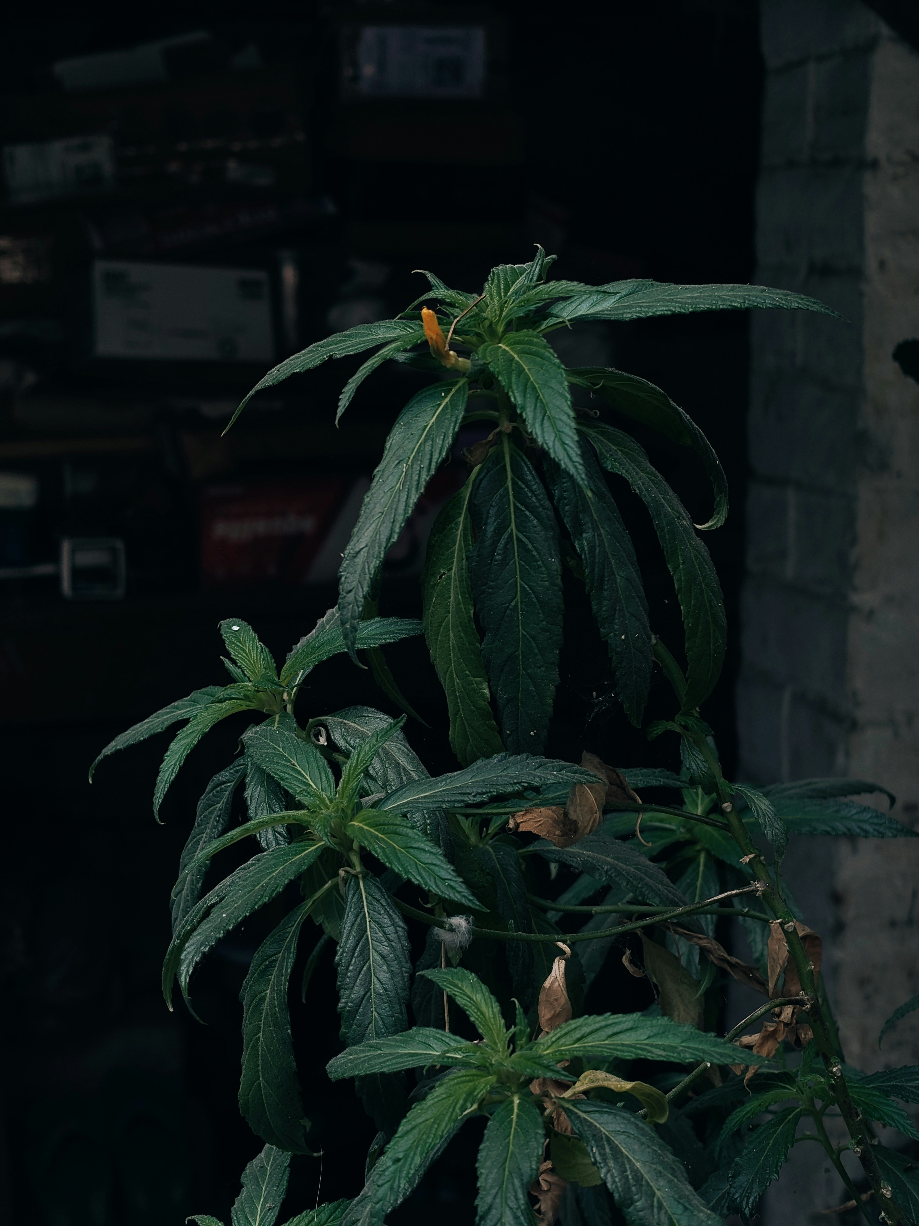 A tall green plant with a small orange flower.