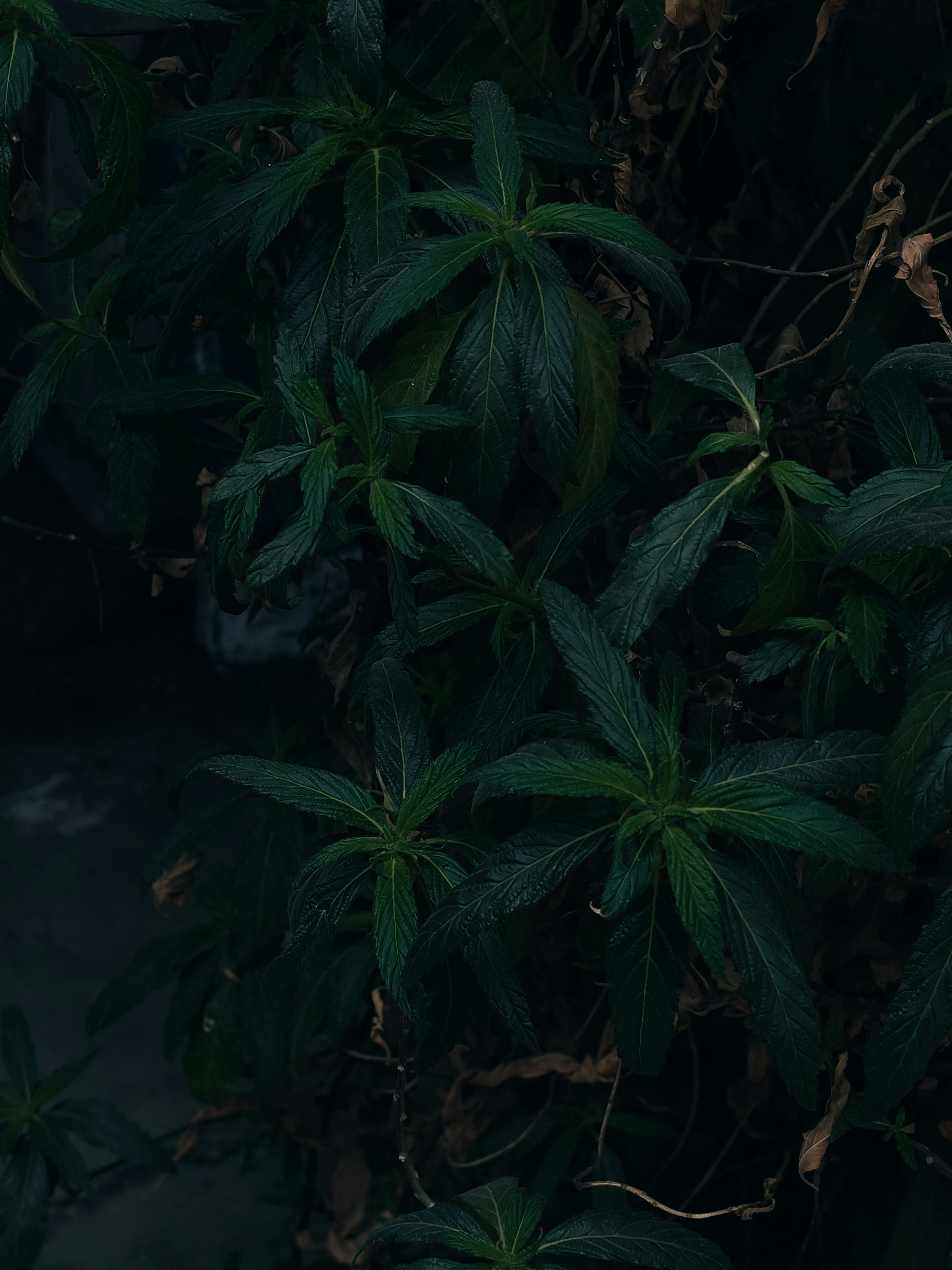 Dark green leaves with dried branches visible