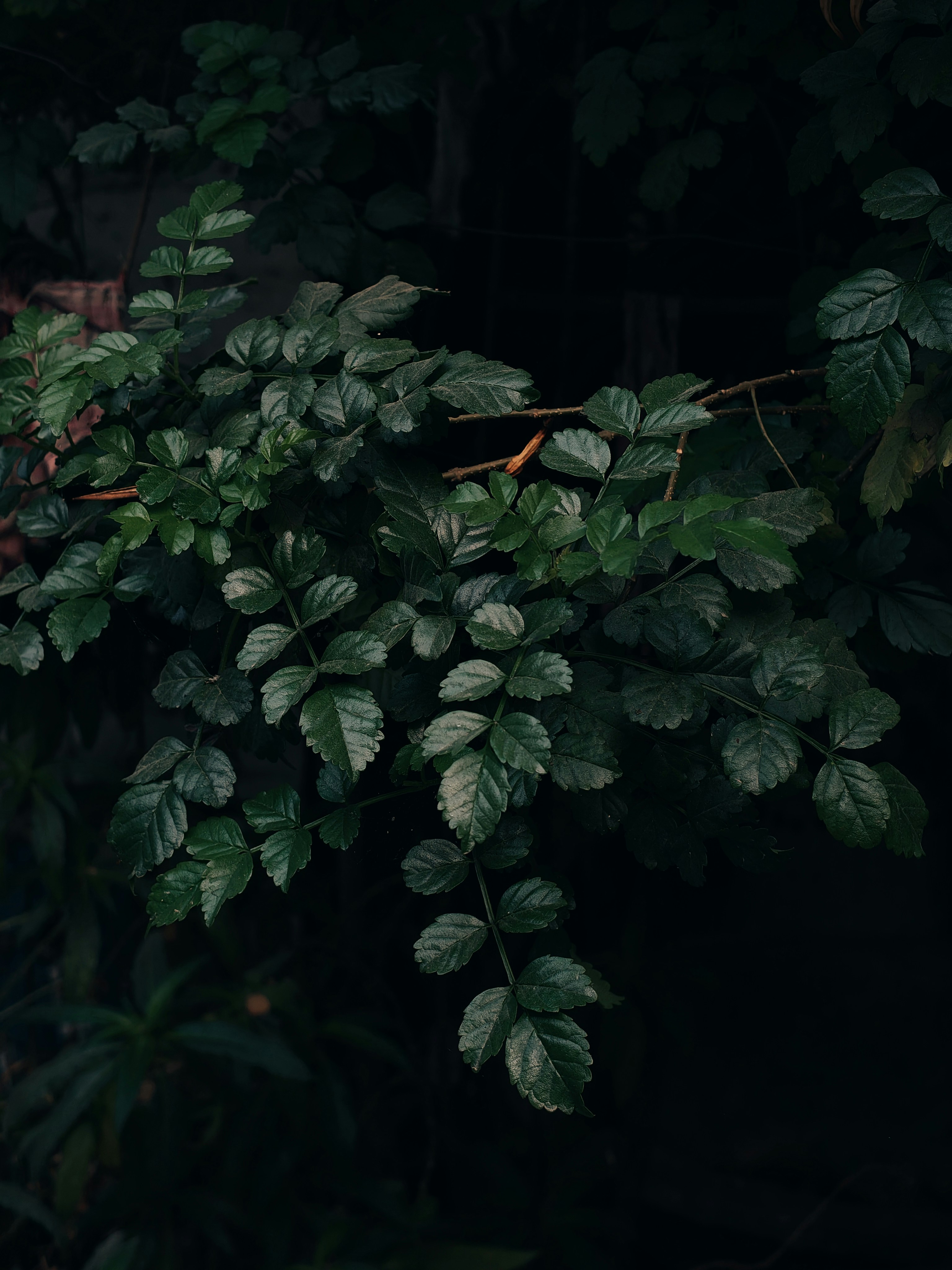 Dark green leaves on a branch against black background