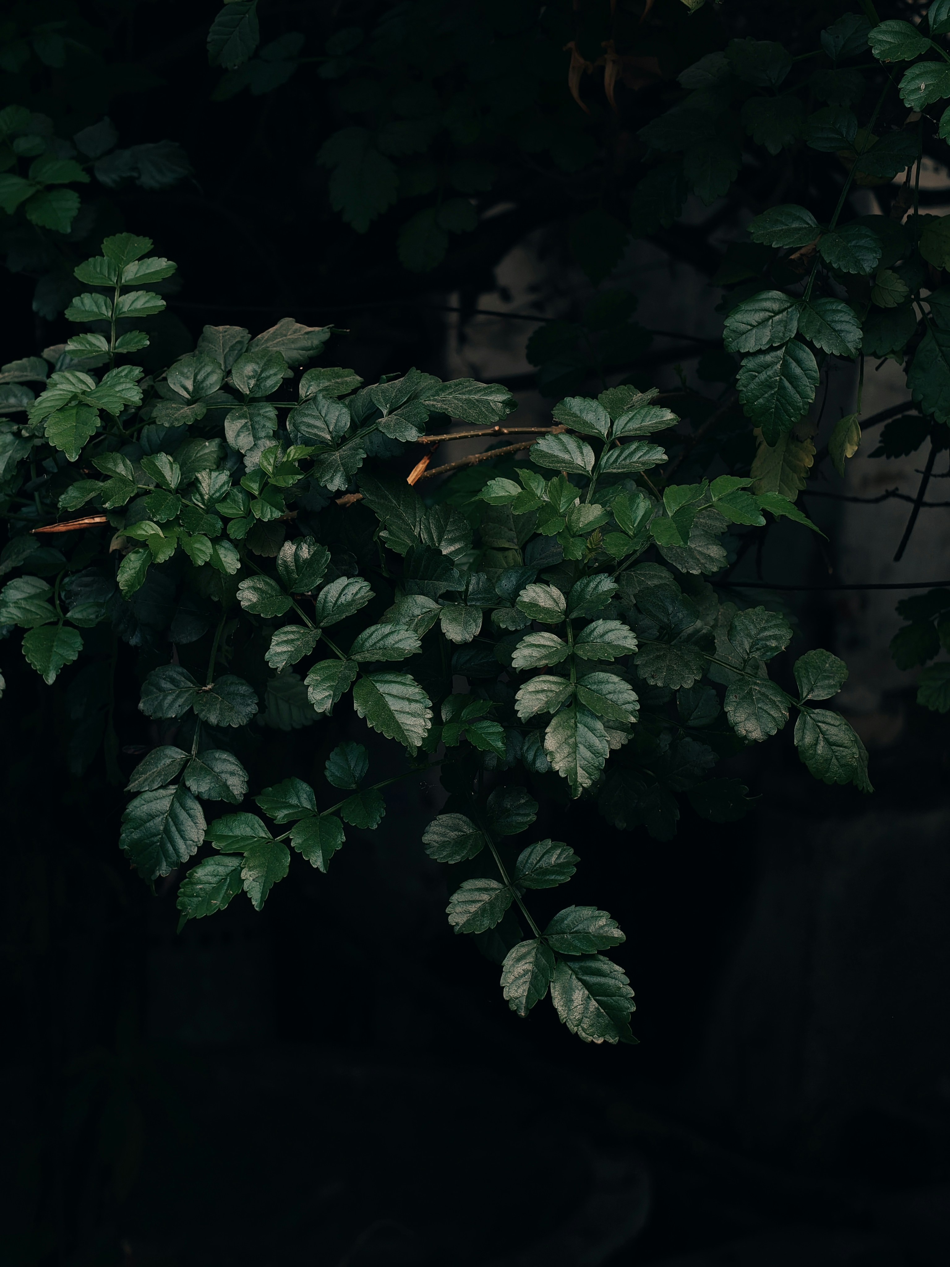 Dark green leaves on a dark background
