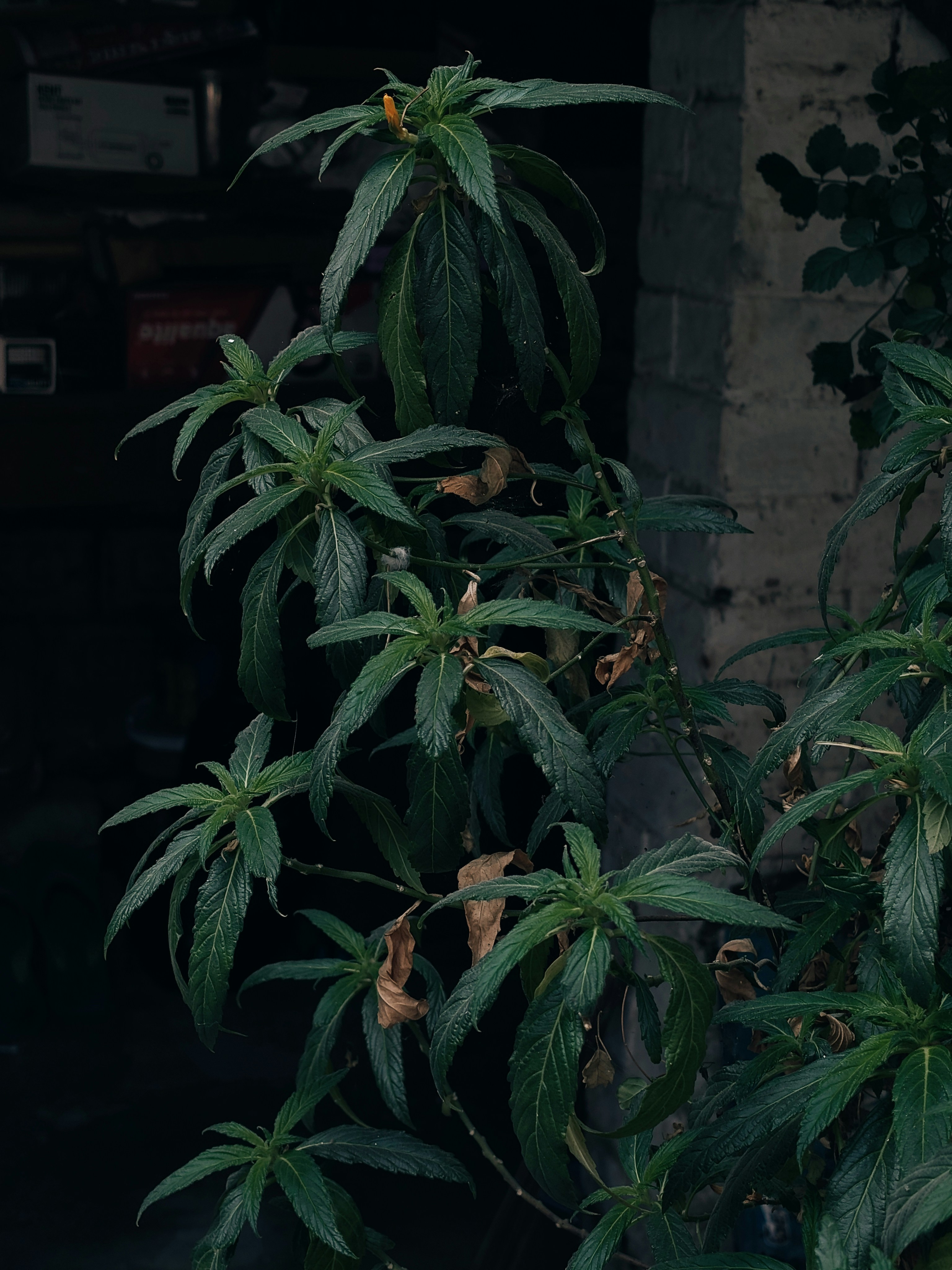 Green plant with long leaves against a dark background