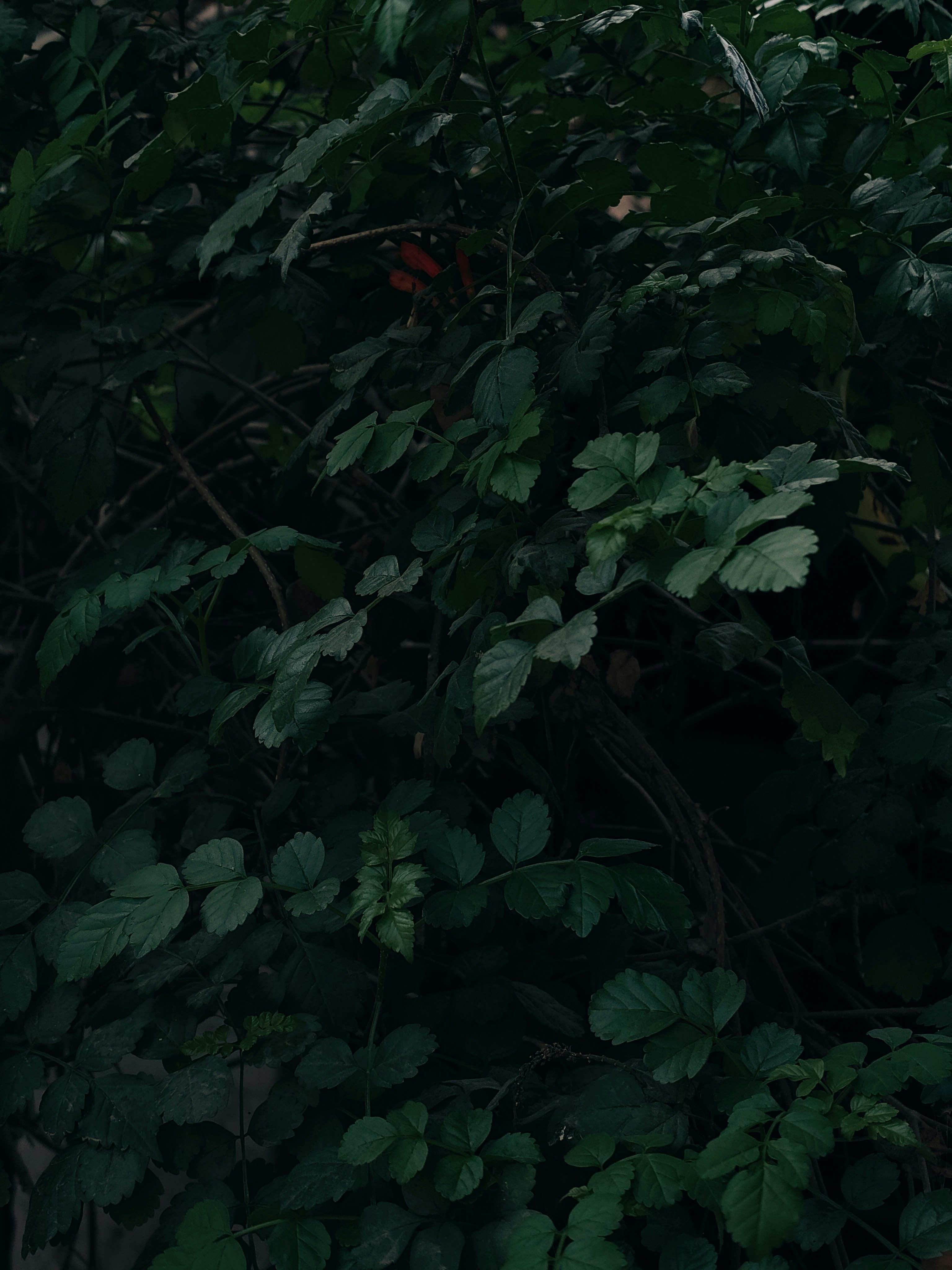 Photo by sujaypaulsp