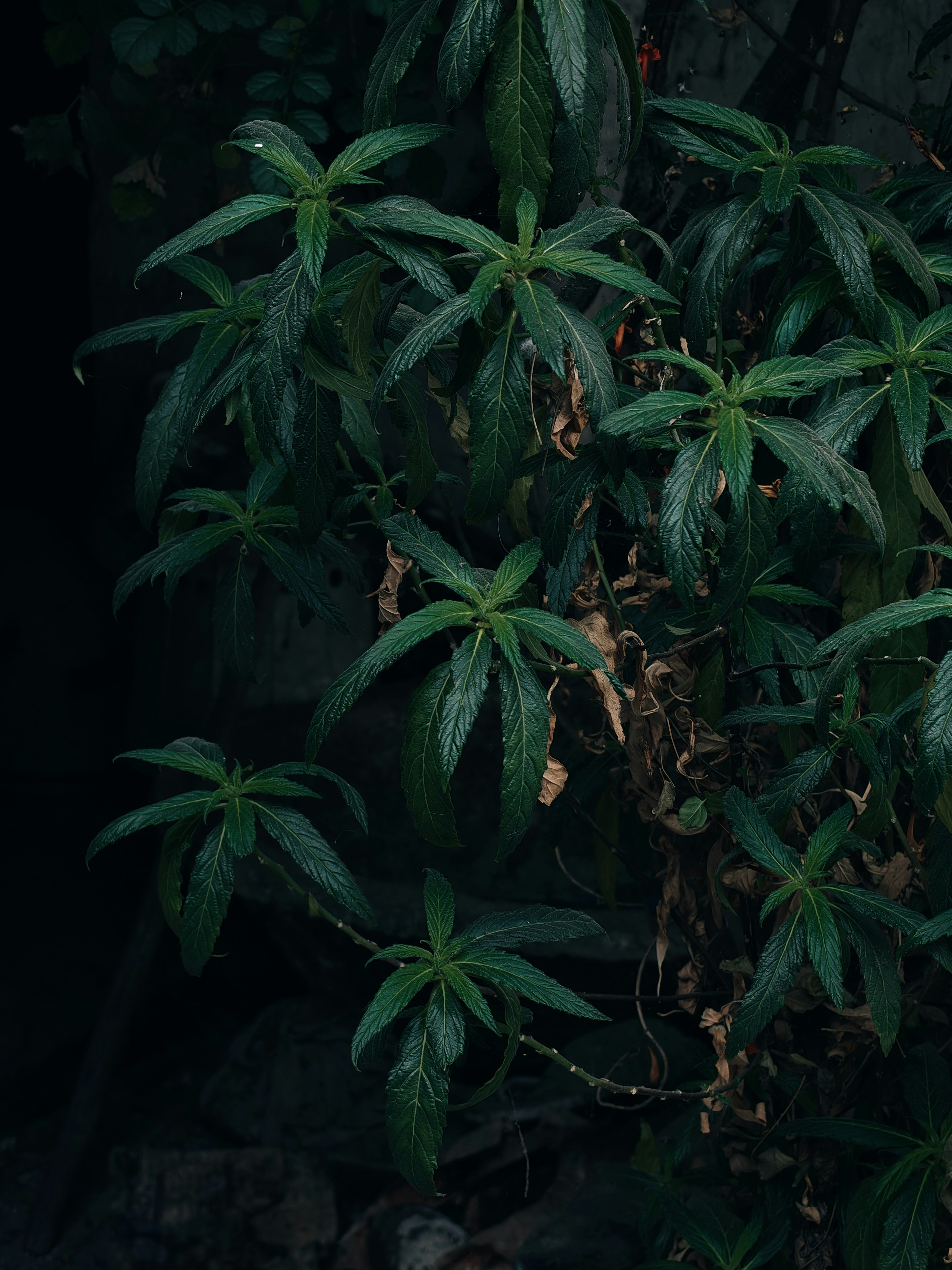 Dark green leaves with some dried foliage