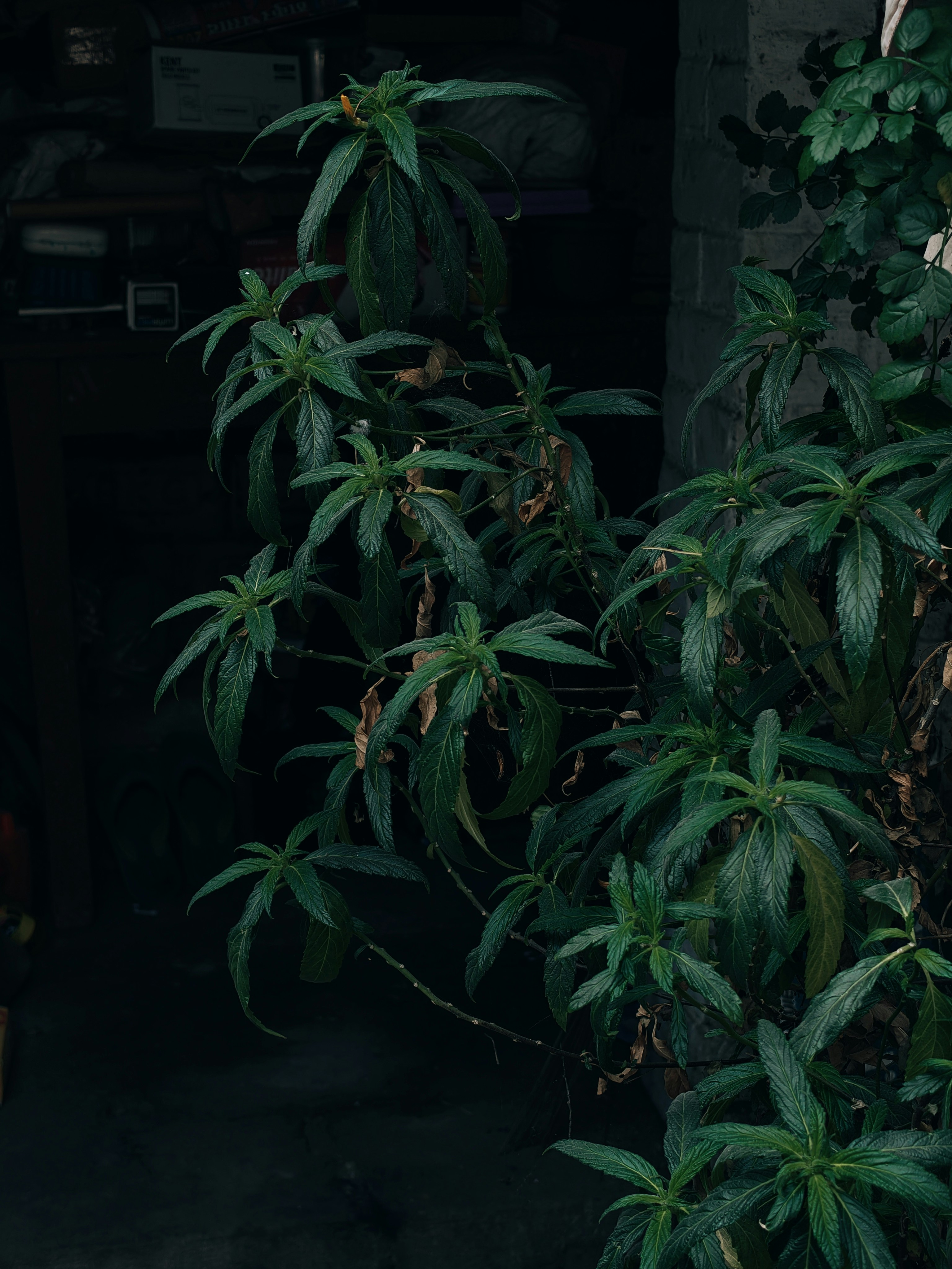 Dark green leaves of a plant indoors.