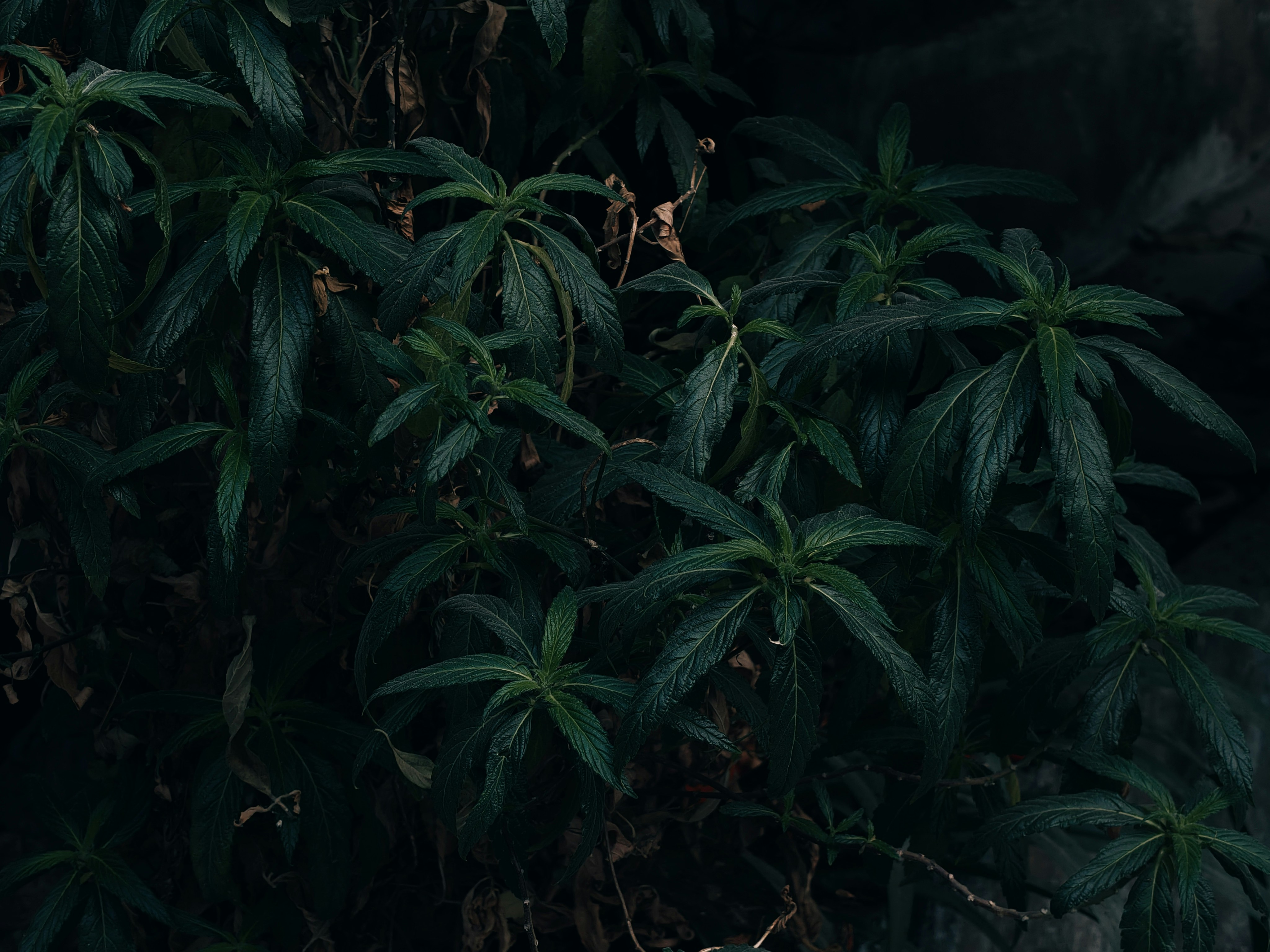 Dark green leaves of a dense plant