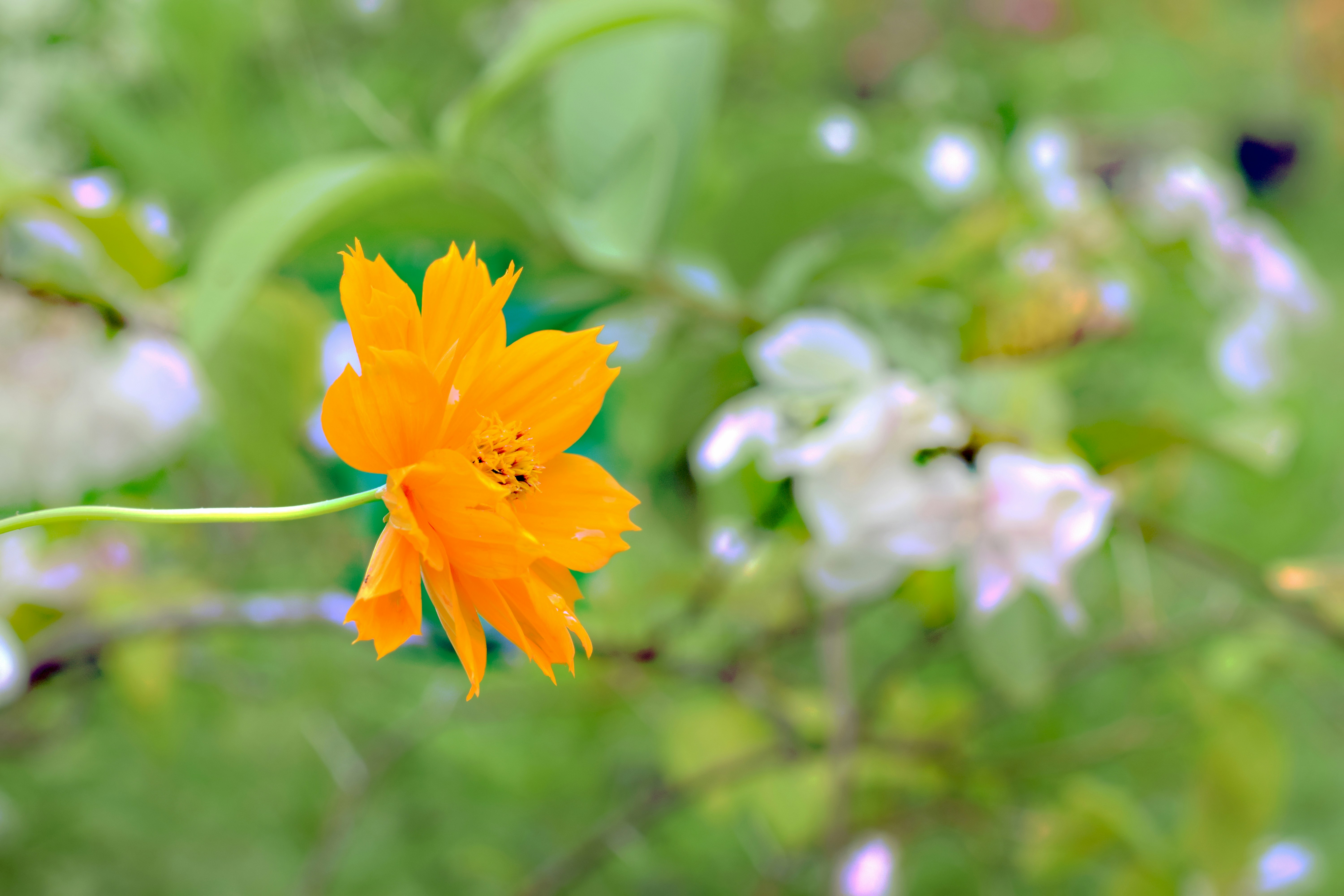 A single orange cosmos flower blooms in a garden.