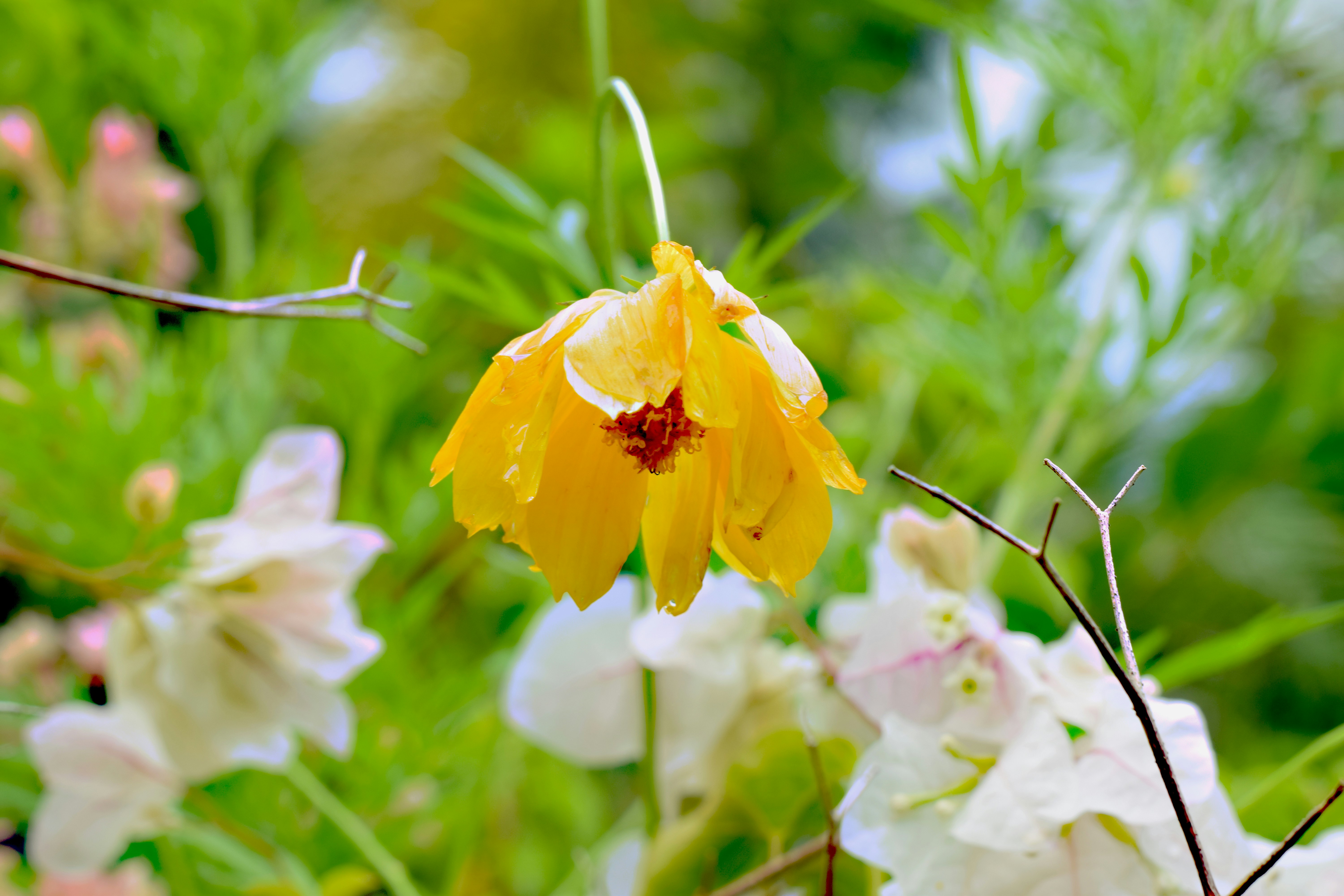 A single yellow flower with water droplets.