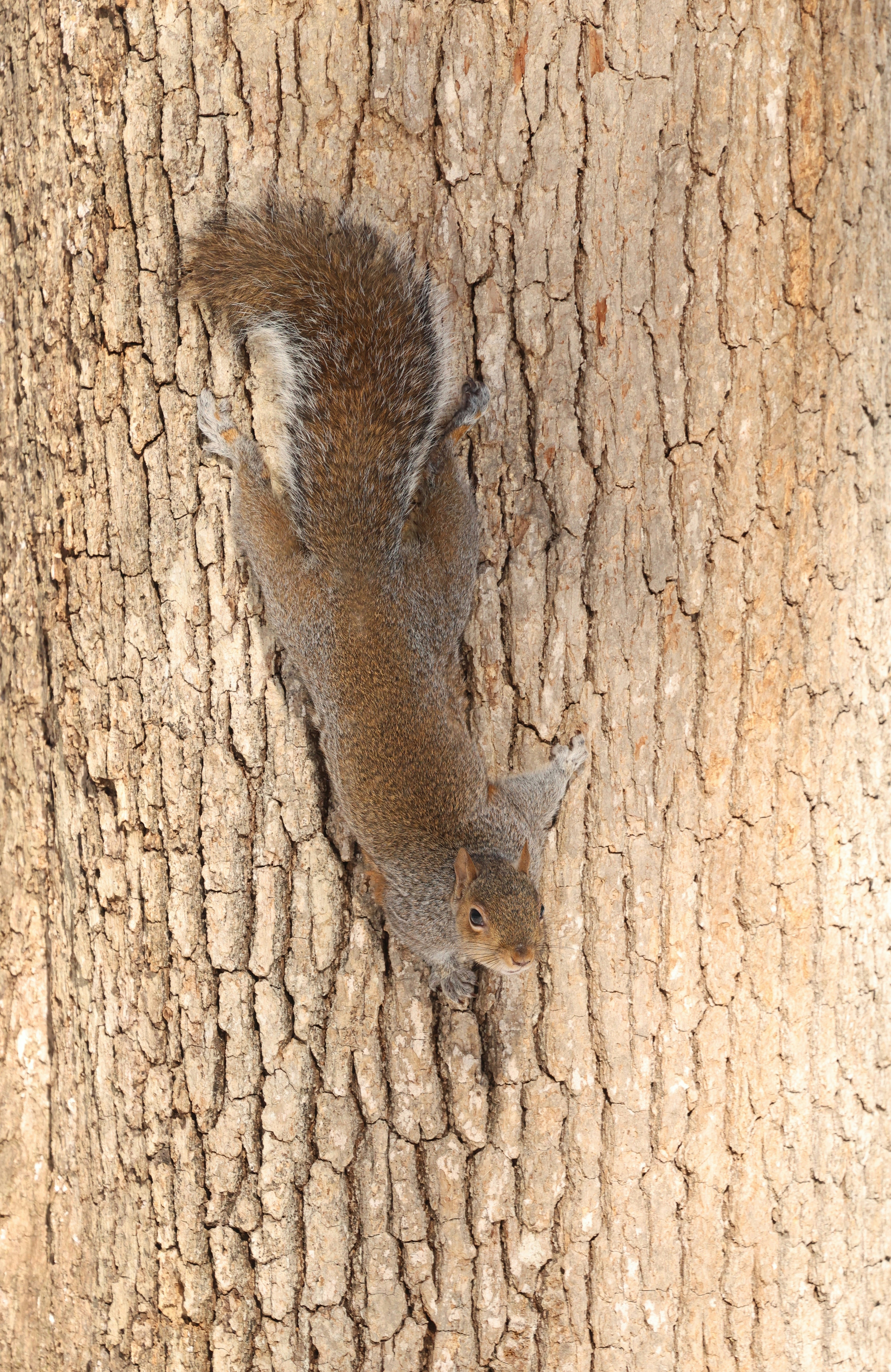 A squirrel climbs up a textured tree trunk.
