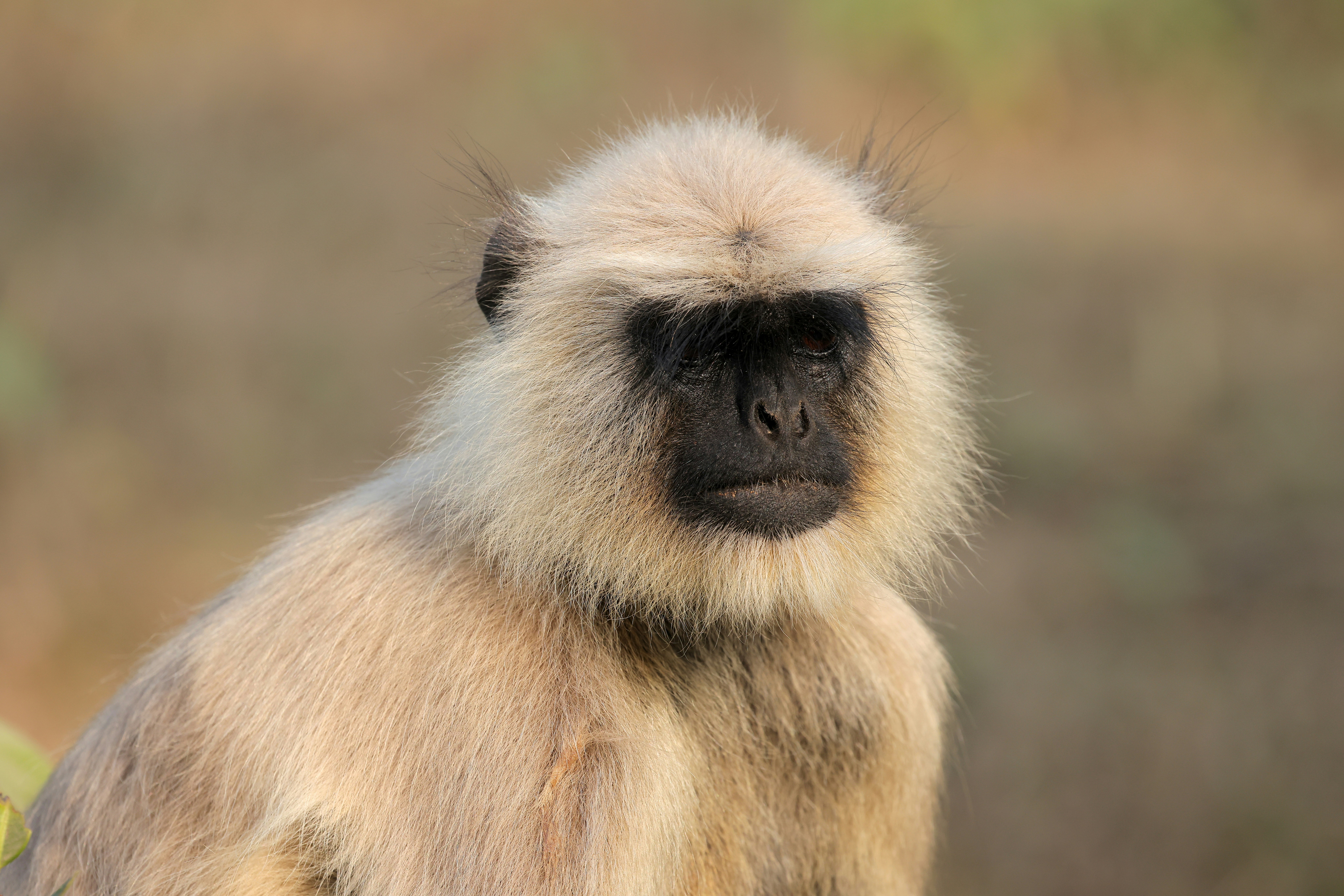 A close-up of a langur monkey with light brown fur.
