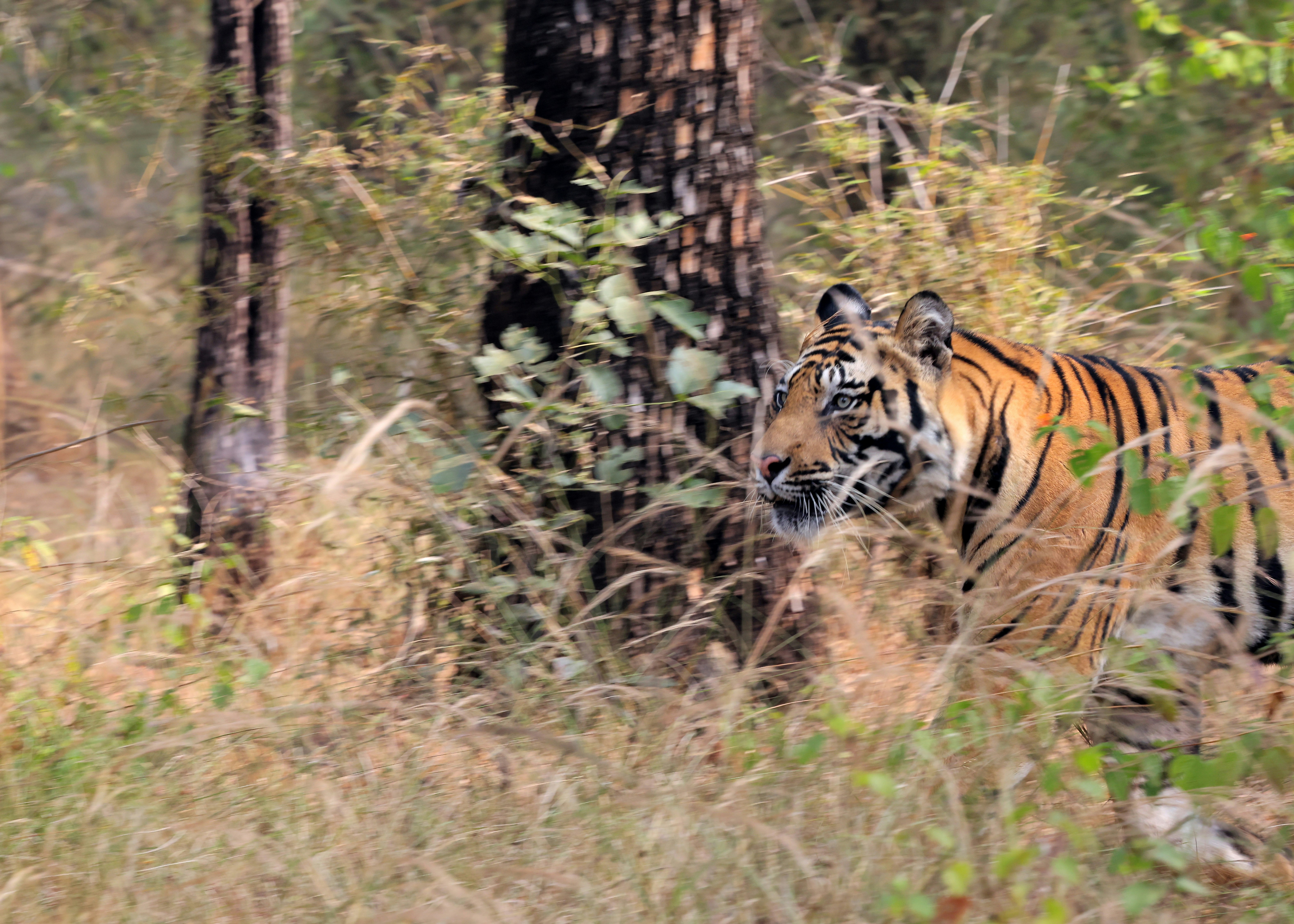 A tiger walks through tall dry grass and trees.