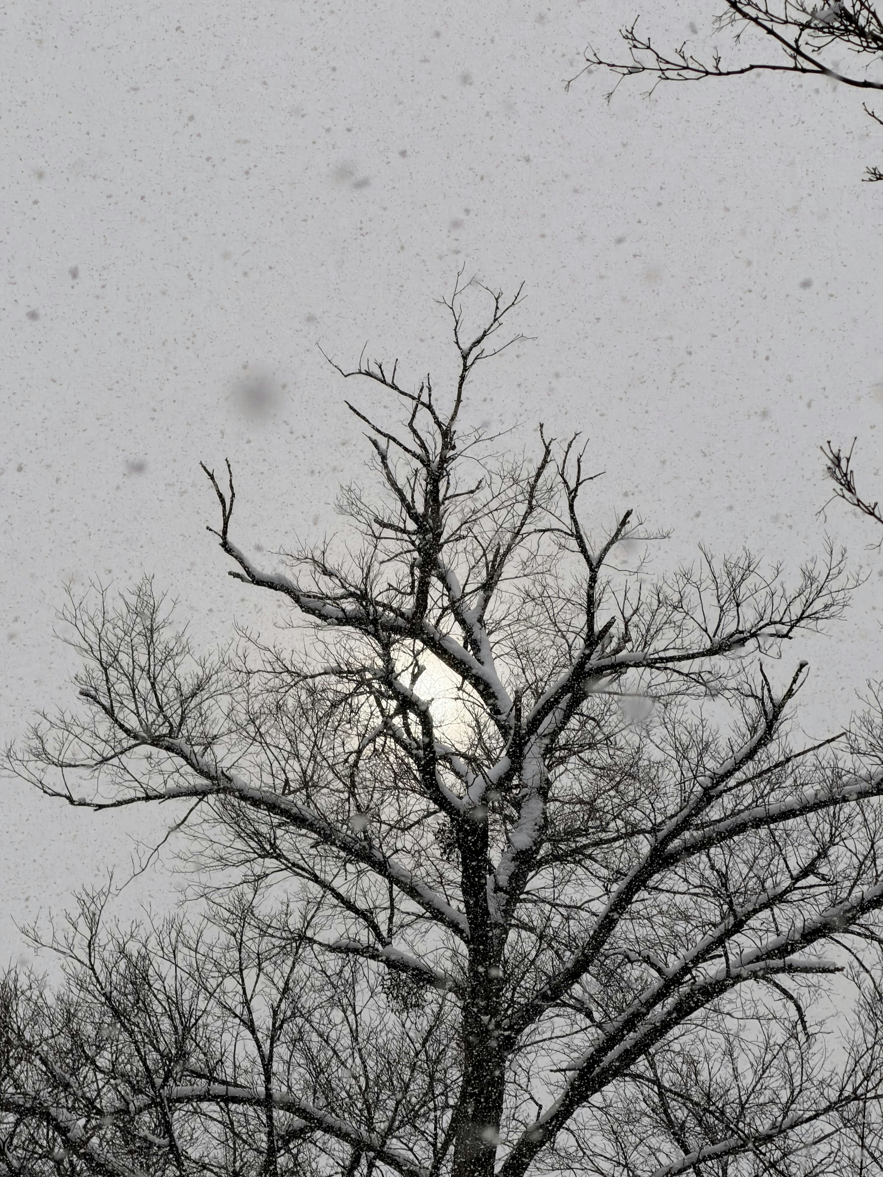 Bare tree branches in a light snowfall