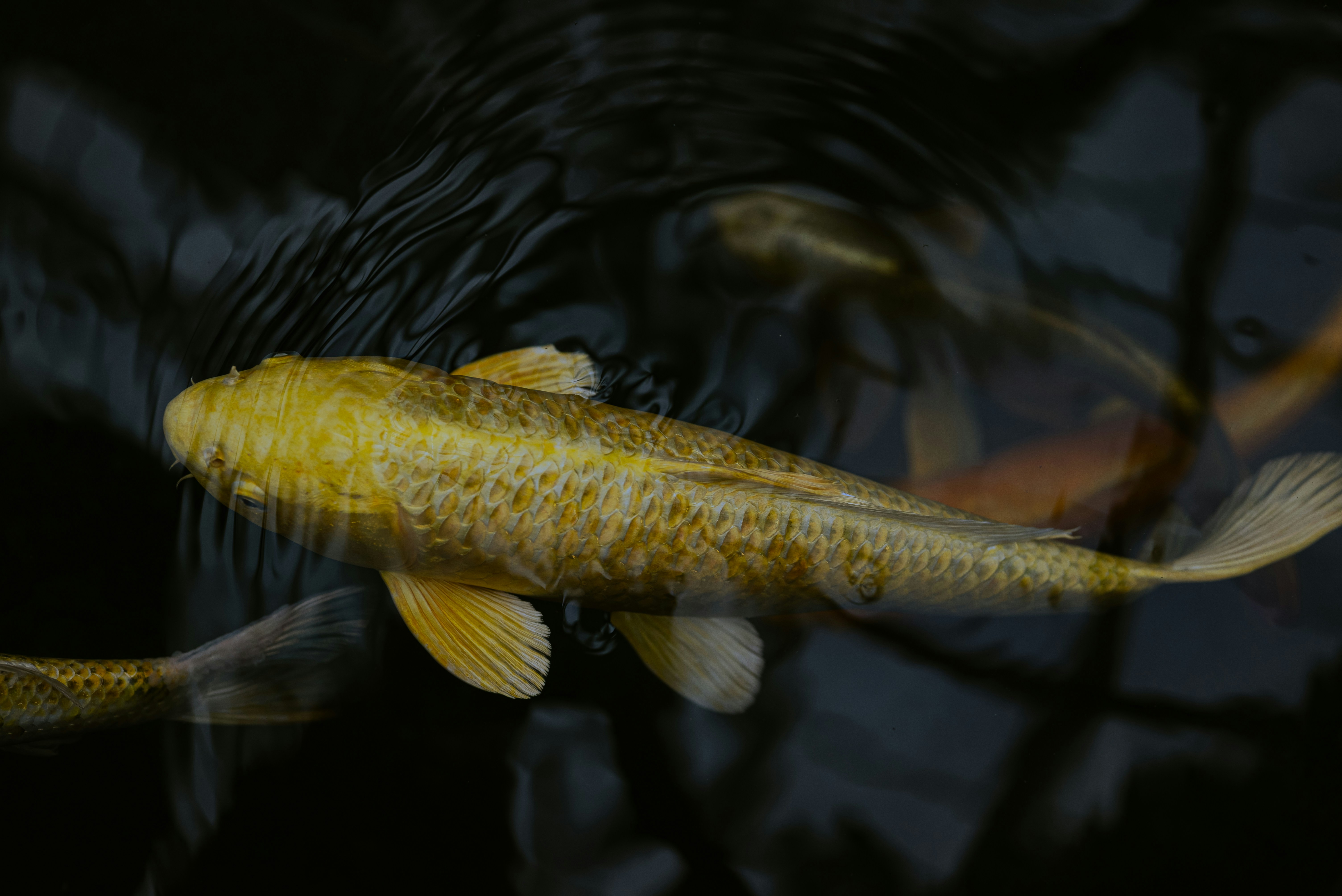 A golden koi fish swims in dark water.