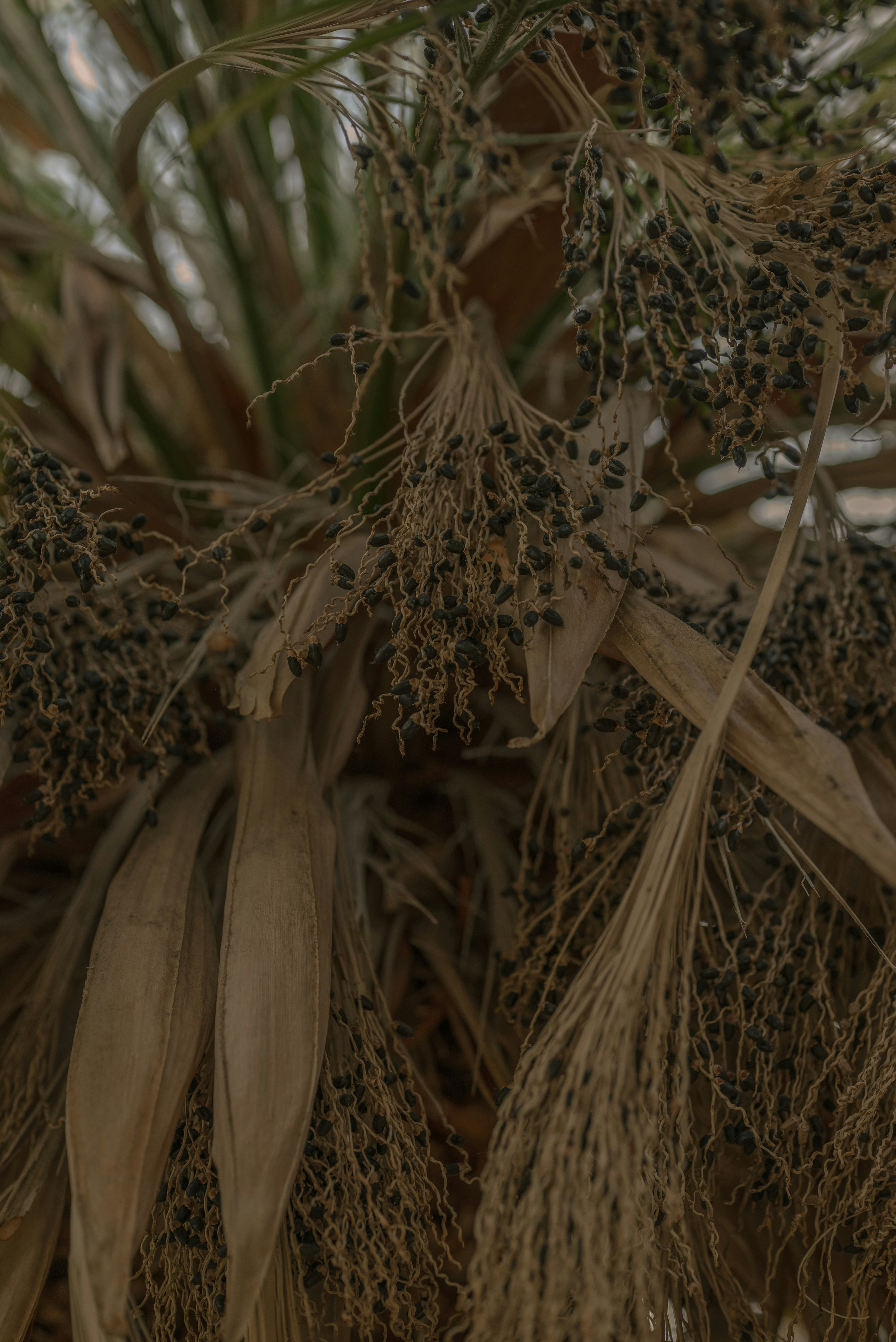 Close-up of dried palm fronds and seeds