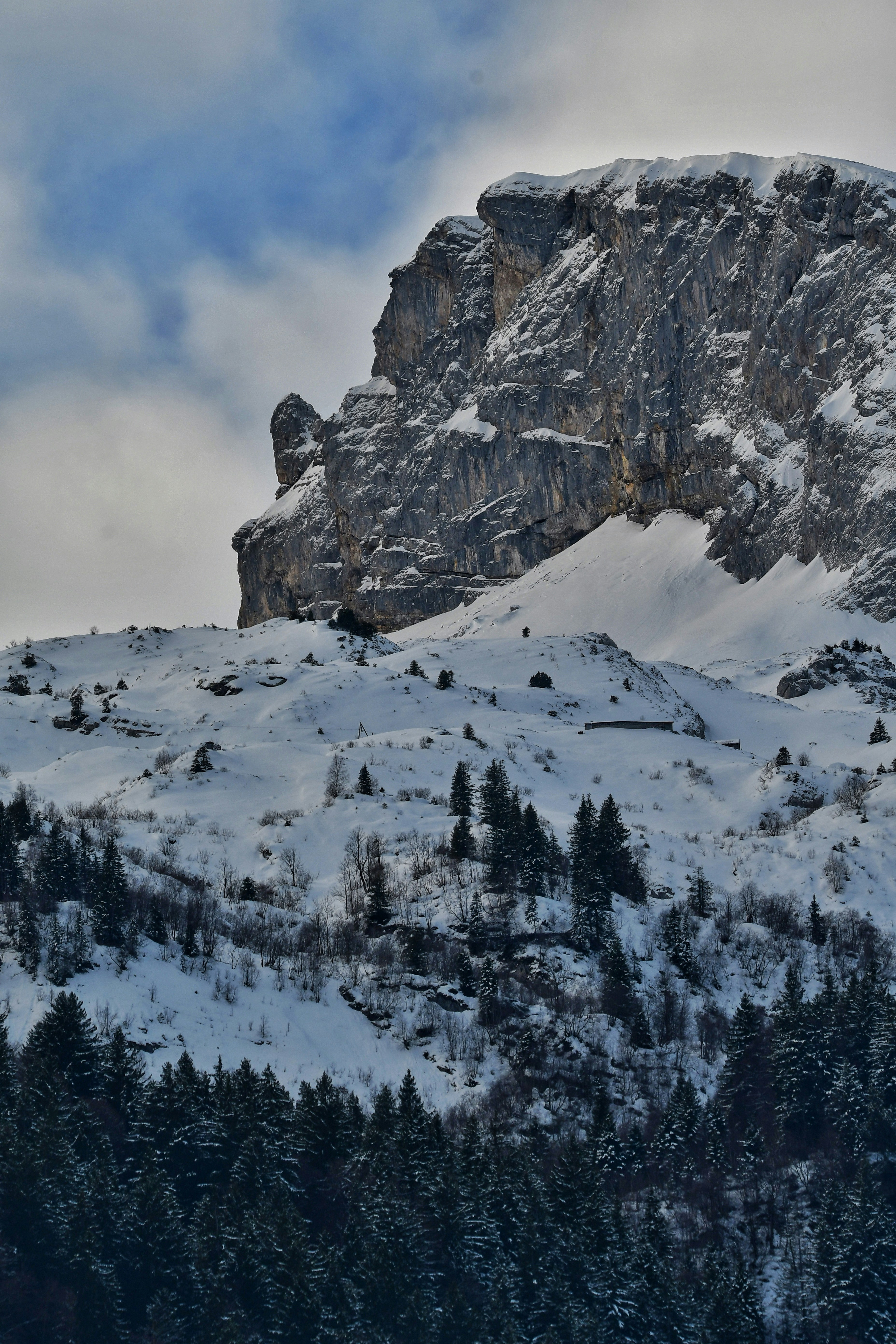 Snow-covered mountain range with pine trees below.