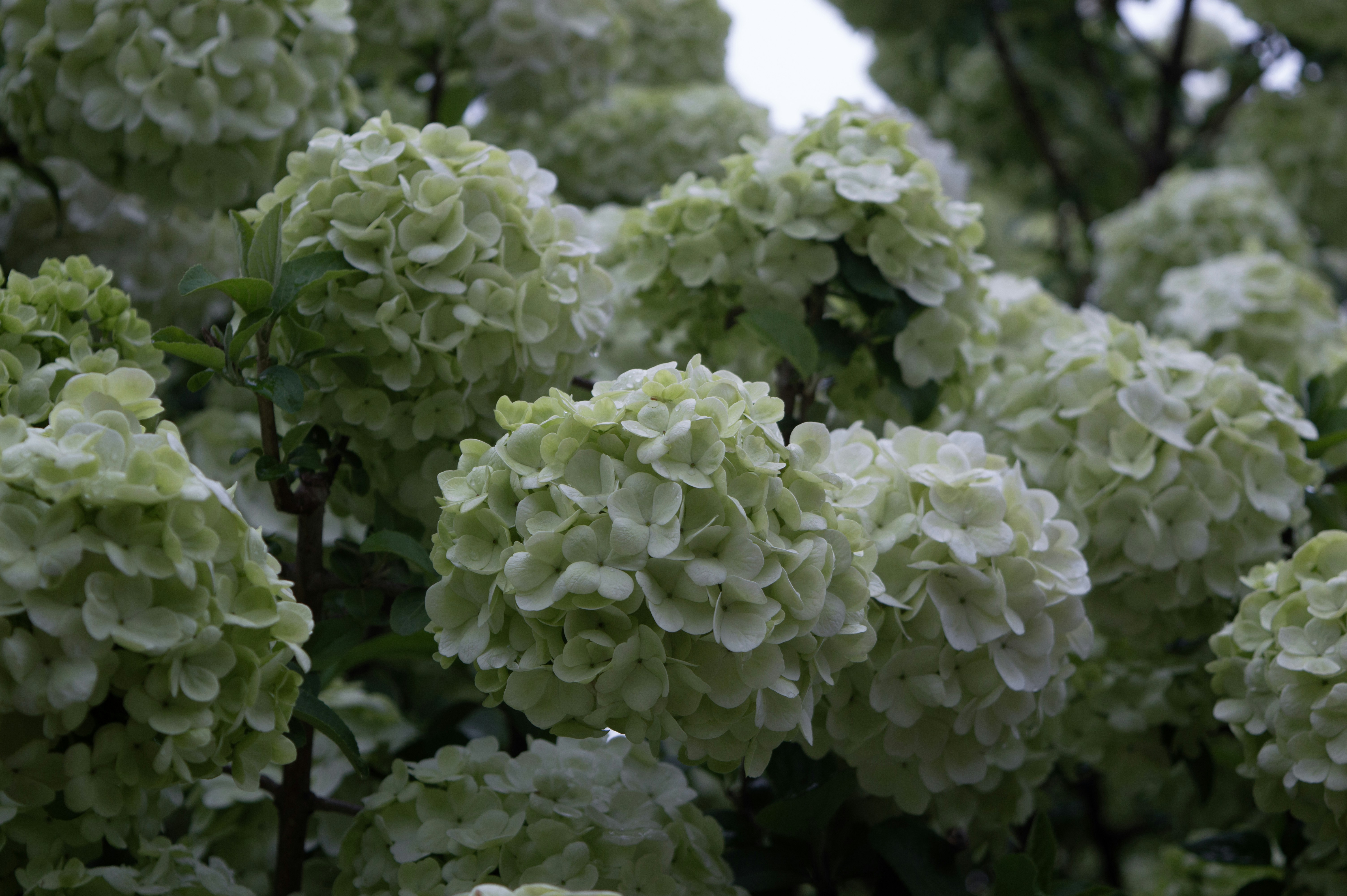 Photo by xiakuangkuang