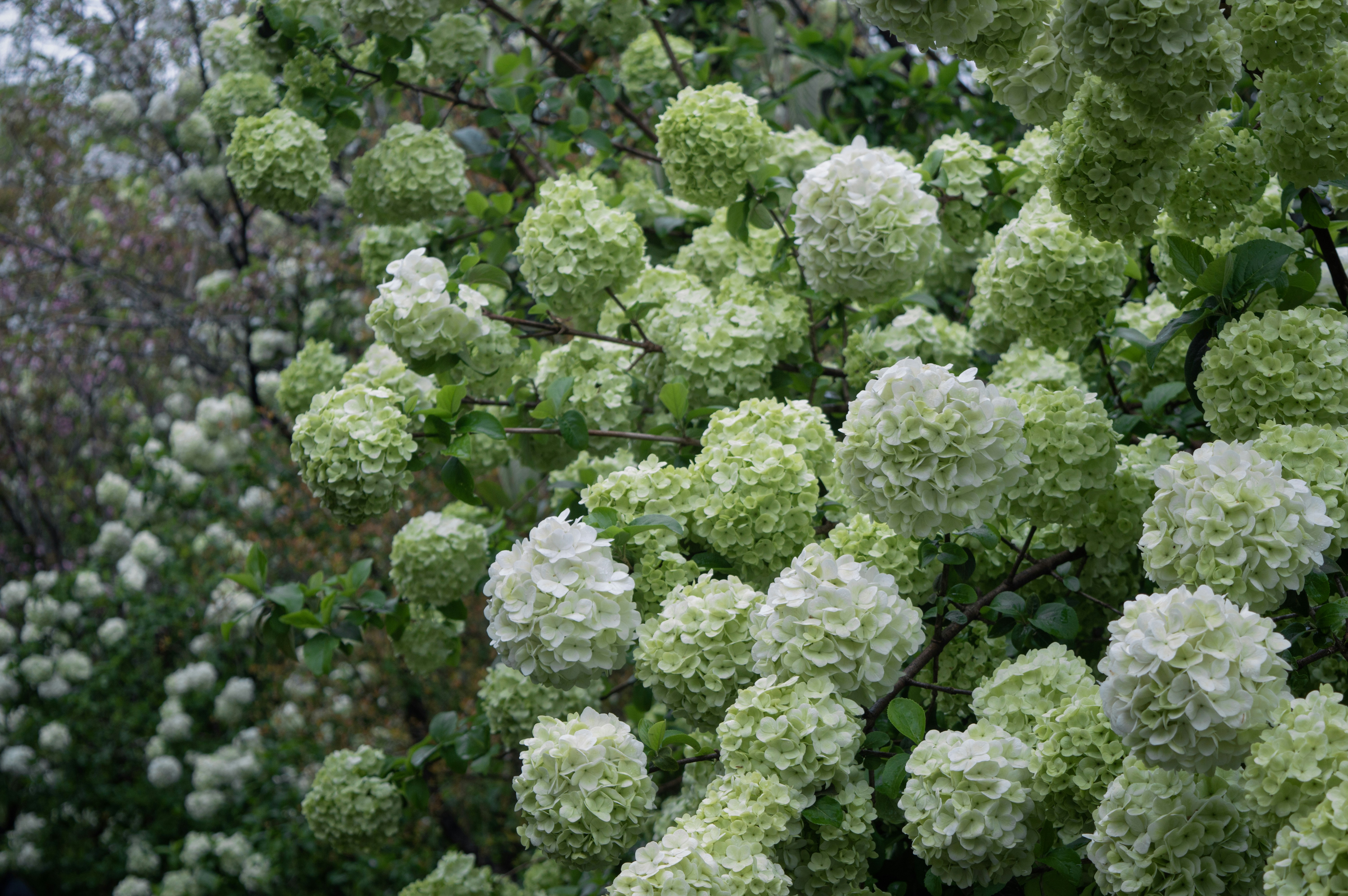 Photo by xiakuangkuang