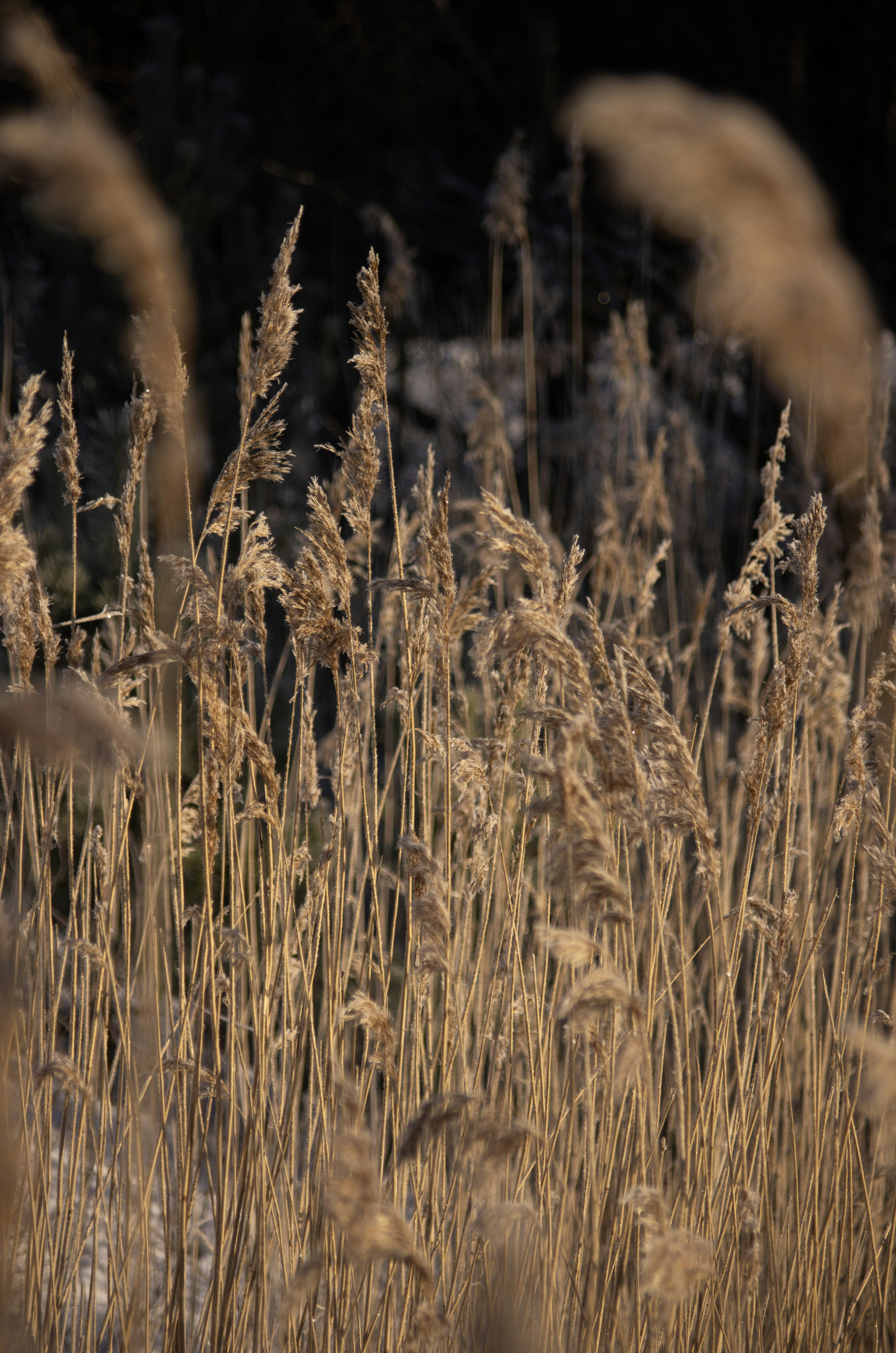 Dry reeds illuminated by soft sunlight in a field.